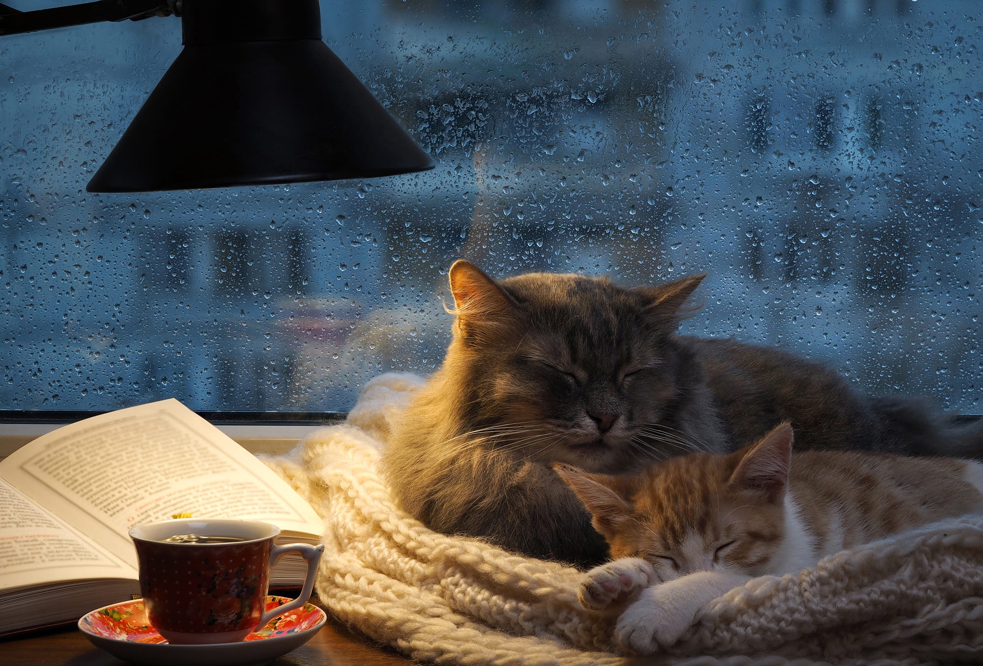 Cat, Sleeping, Pet, Cup Gallery HD Wallpaper