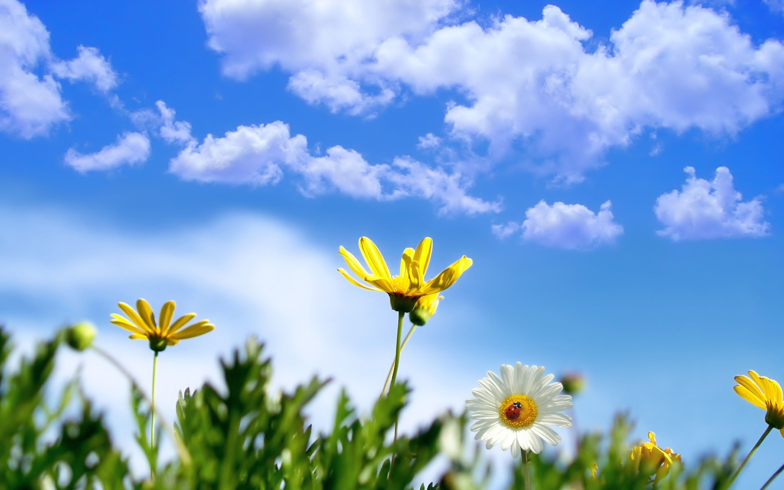 Wallpaper Yellow and White Flower Under Blue Sky and White Clouds During Daytime, Background Free Image