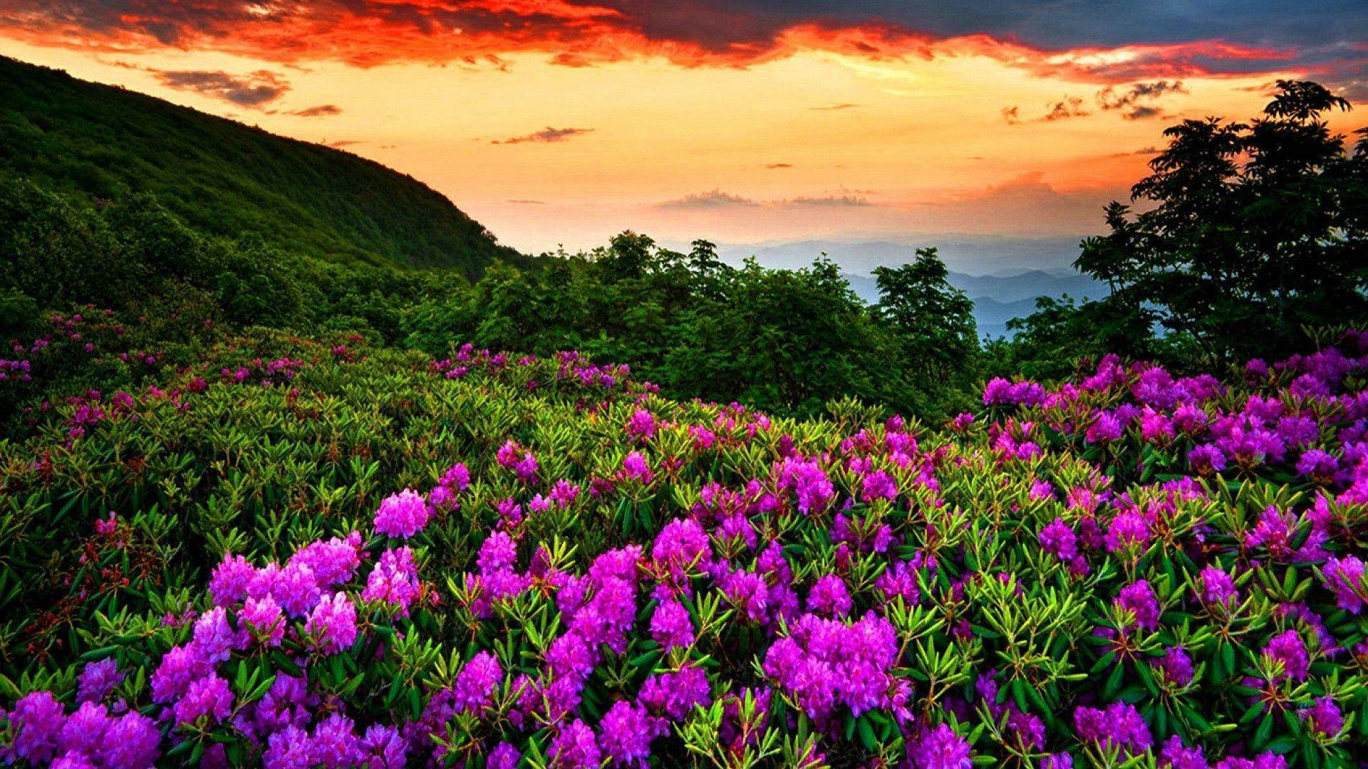 Download Purple Flowers In The Mountains At Sunset Wallpaper
