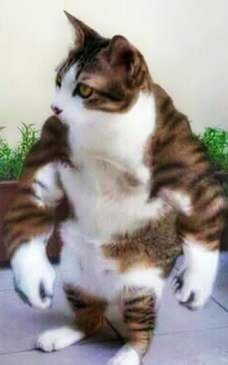 Muscular Cat. Gato bonitinho, Memes engraçados de gato, Animais de estimação engraçados