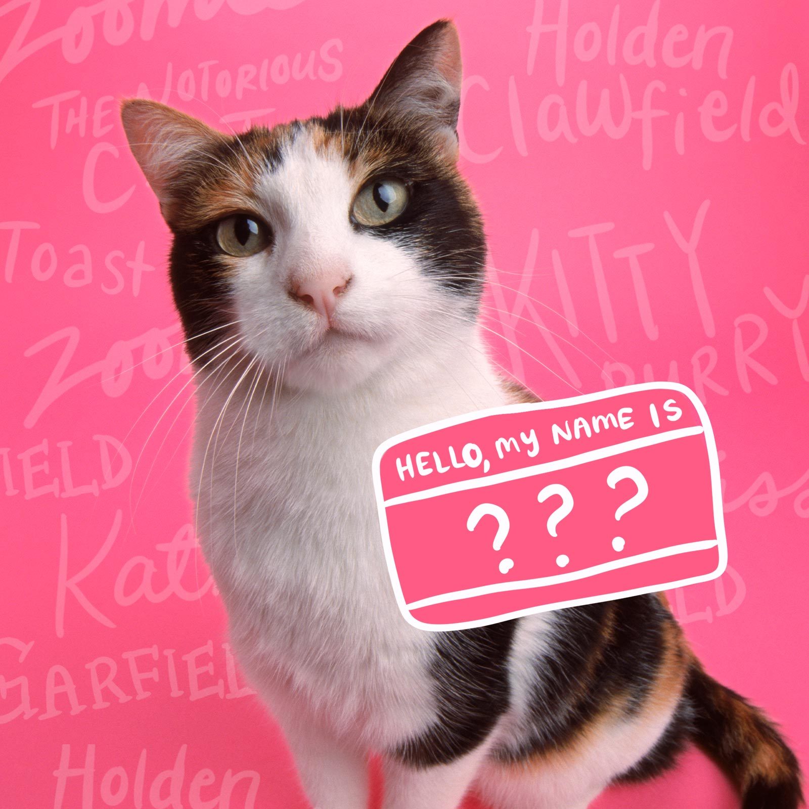 Funniest Cat Names in 2022: Funny Names for Cats. Reader's Digest