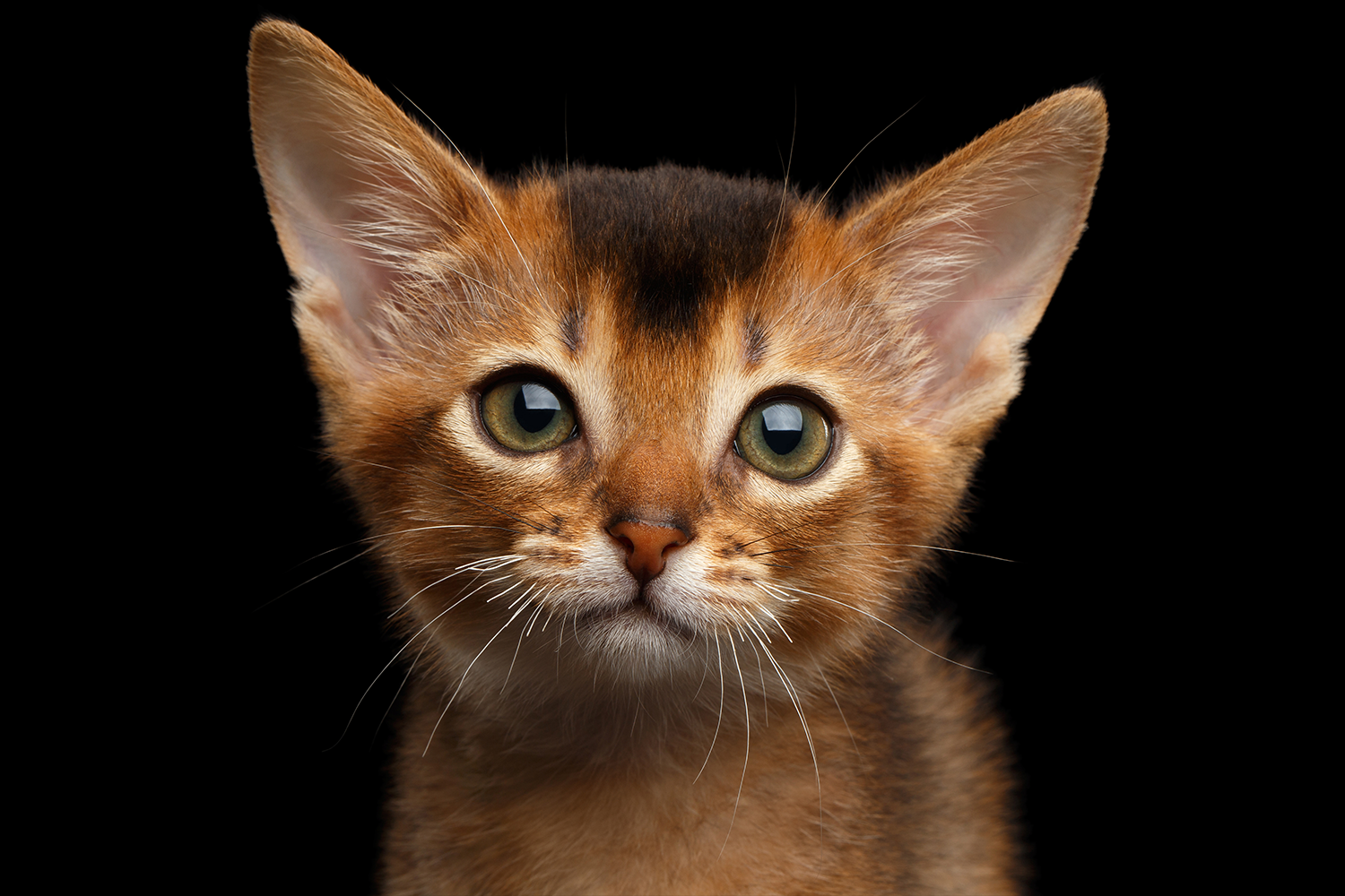 A to Z of kitten care