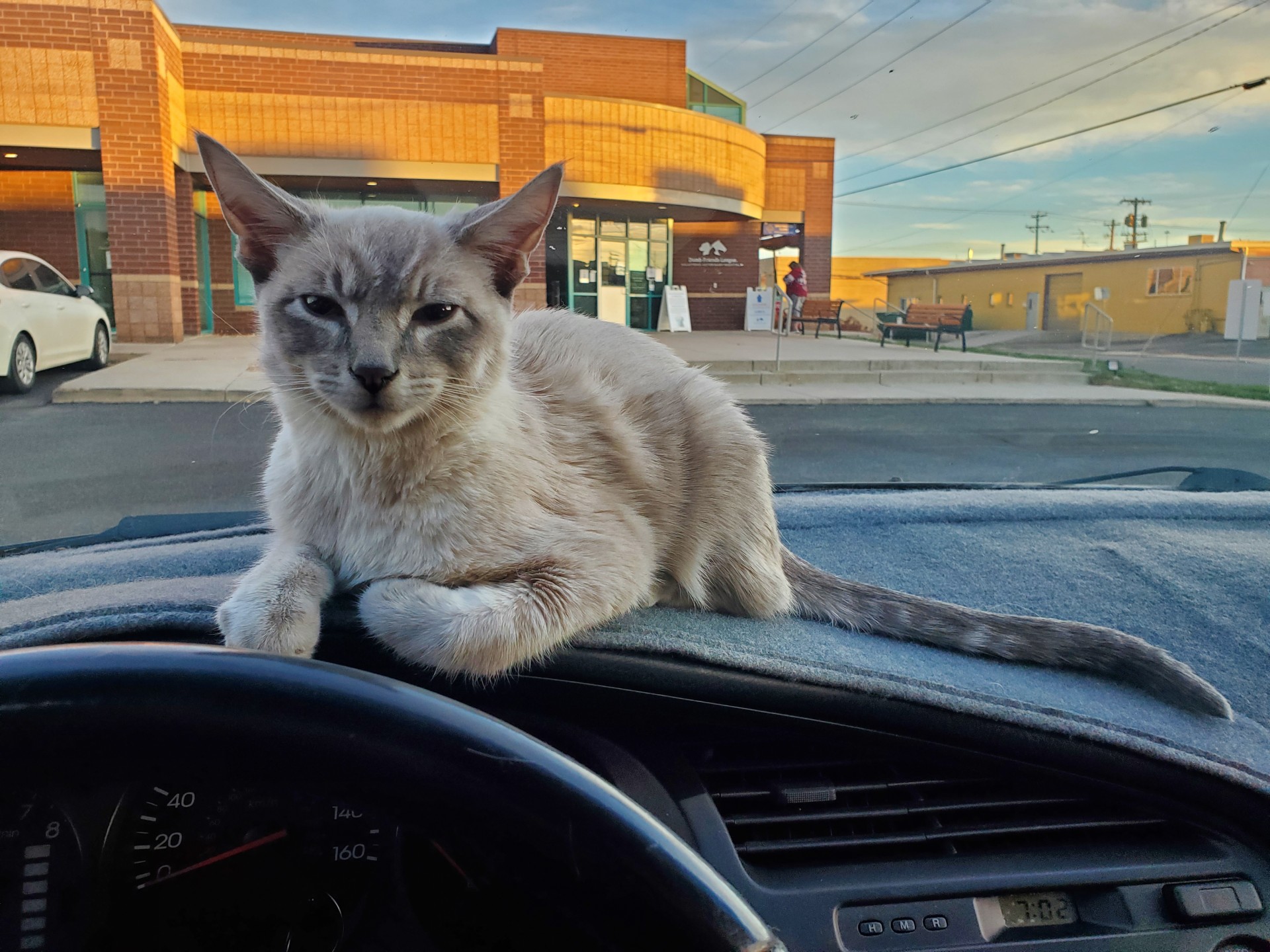 A new Dumb Friends League hospital seeks to lessen the costly burden of veterinary care