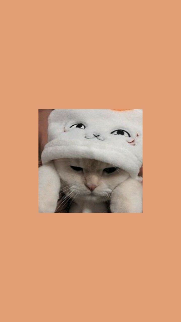 híbrido}jimin. Funny cat wallpaper, Cute cat wallpaper, Cat aesthetic