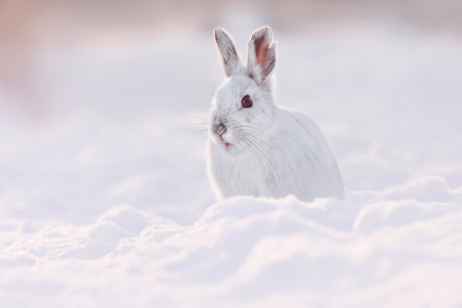 Hare HD, Snow, Wildlife, Winter Gallery HD Wallpaper