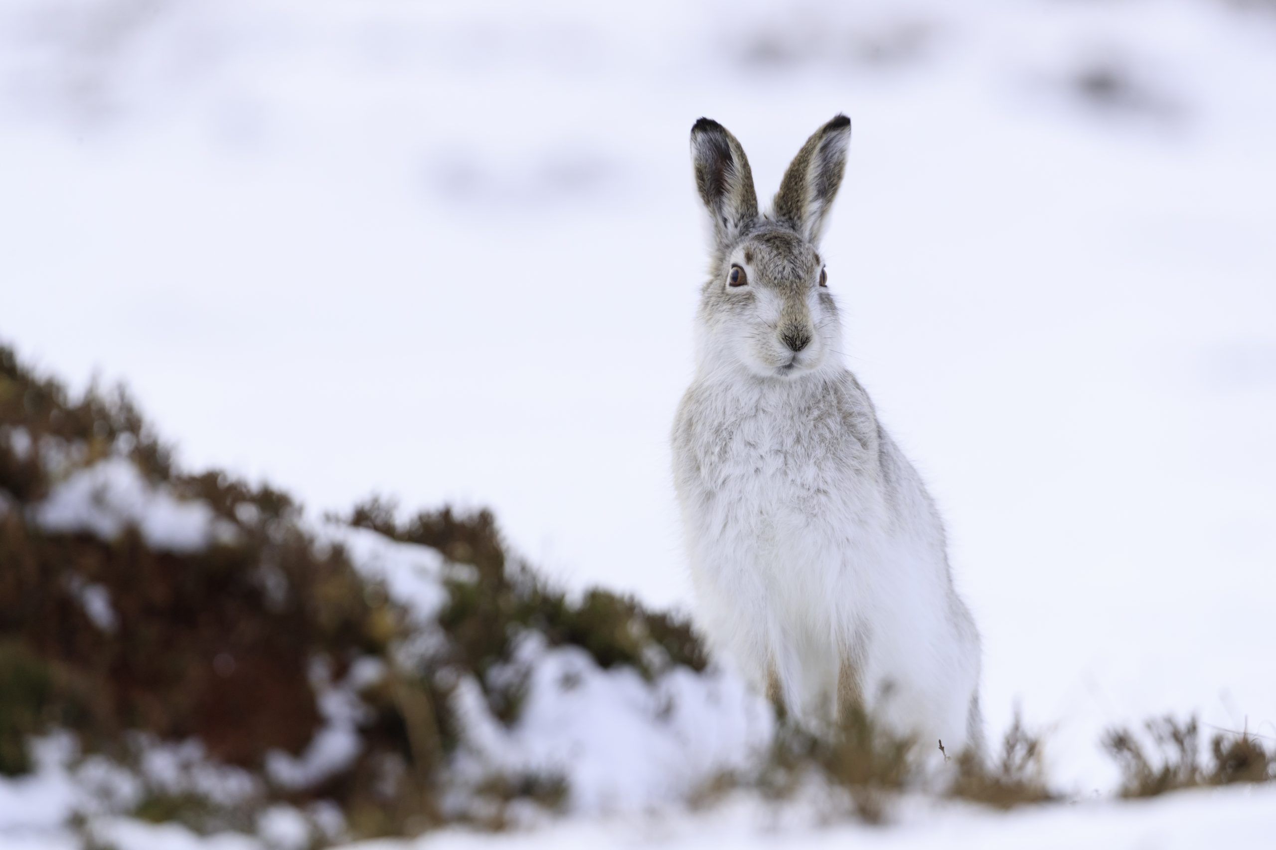 Mountain hares gain special protection in Scotland