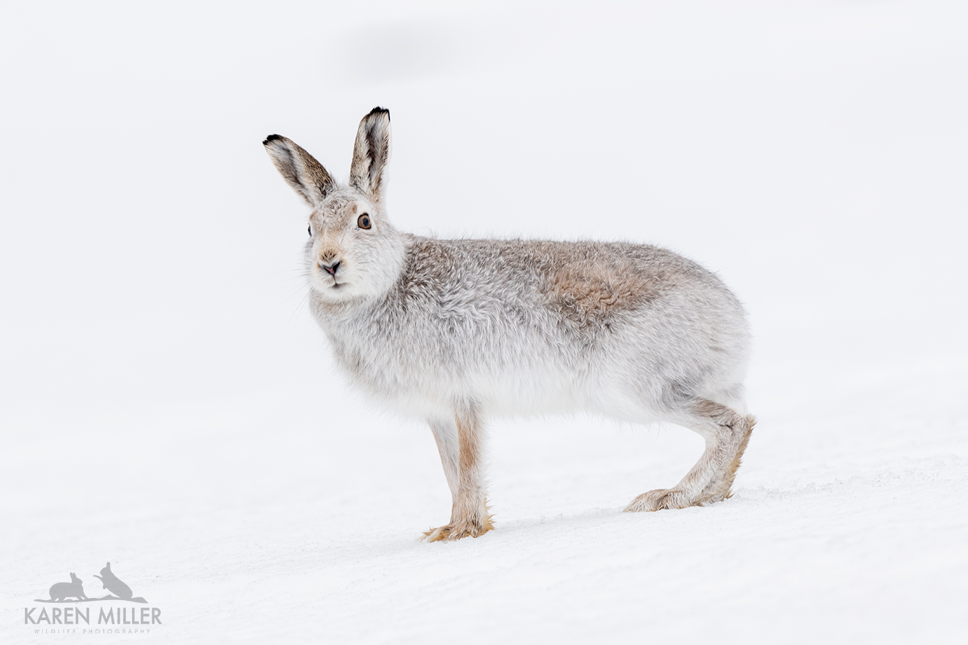 Mountain Hare Guiding