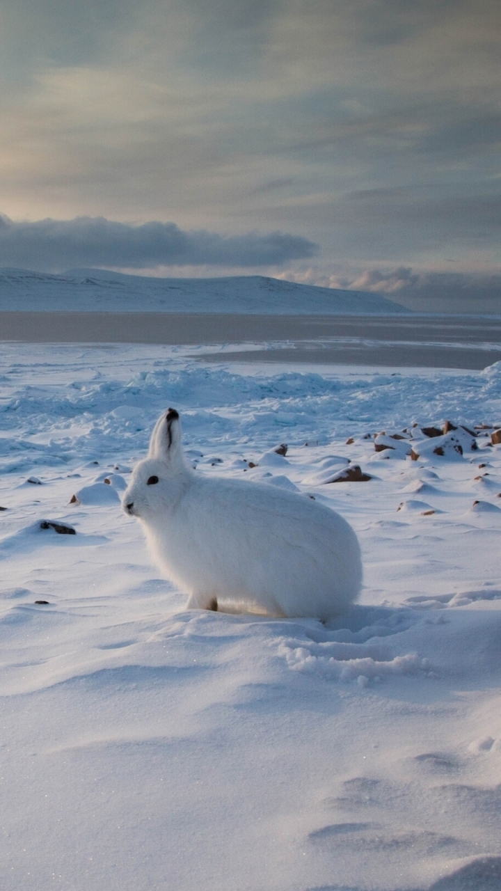 Download Arctic Hare wallpaper for mobile phone, free Arctic Hare HD picture