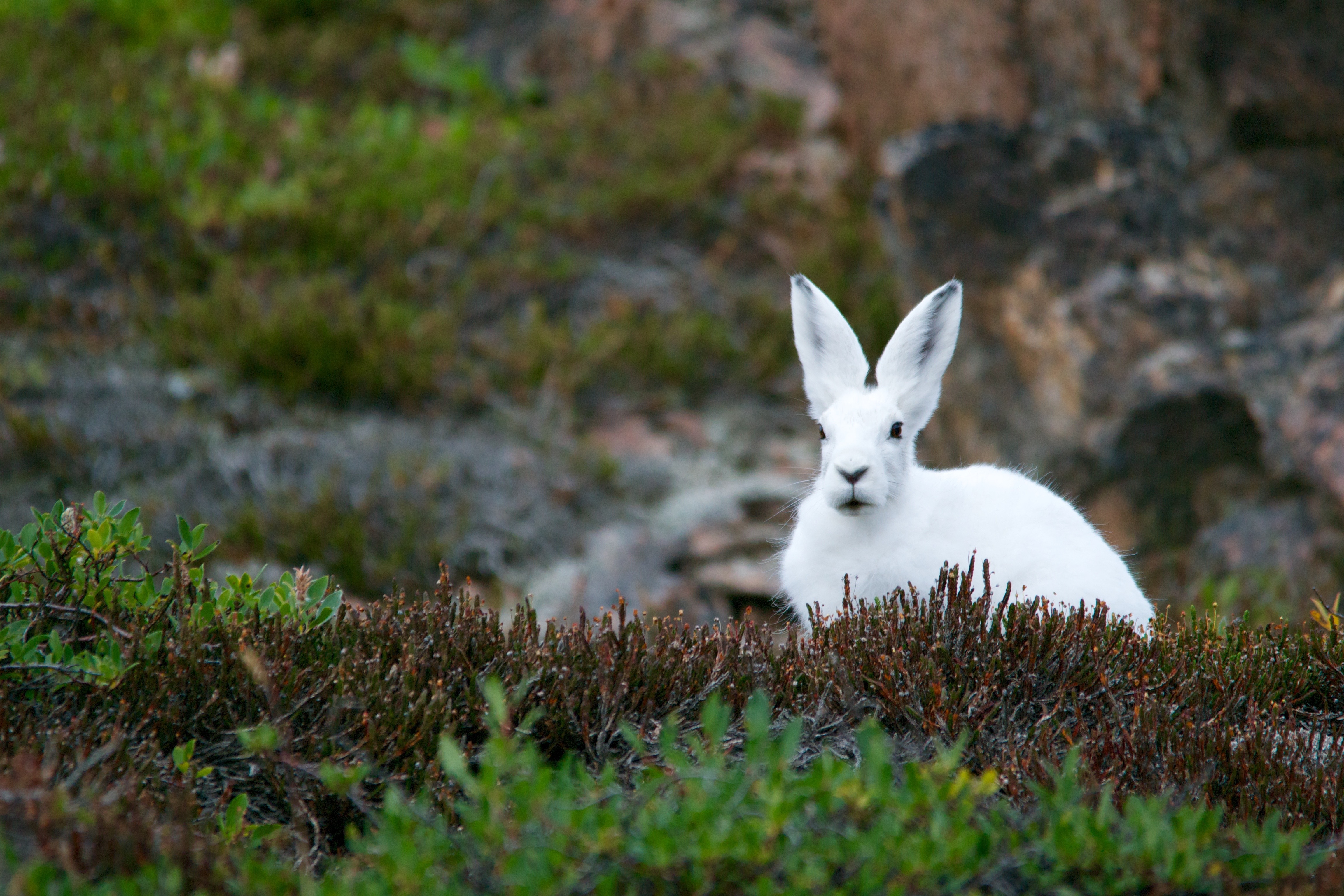 Download Arctic Hare wallpaper for mobile phone, free Arctic Hare HD picture