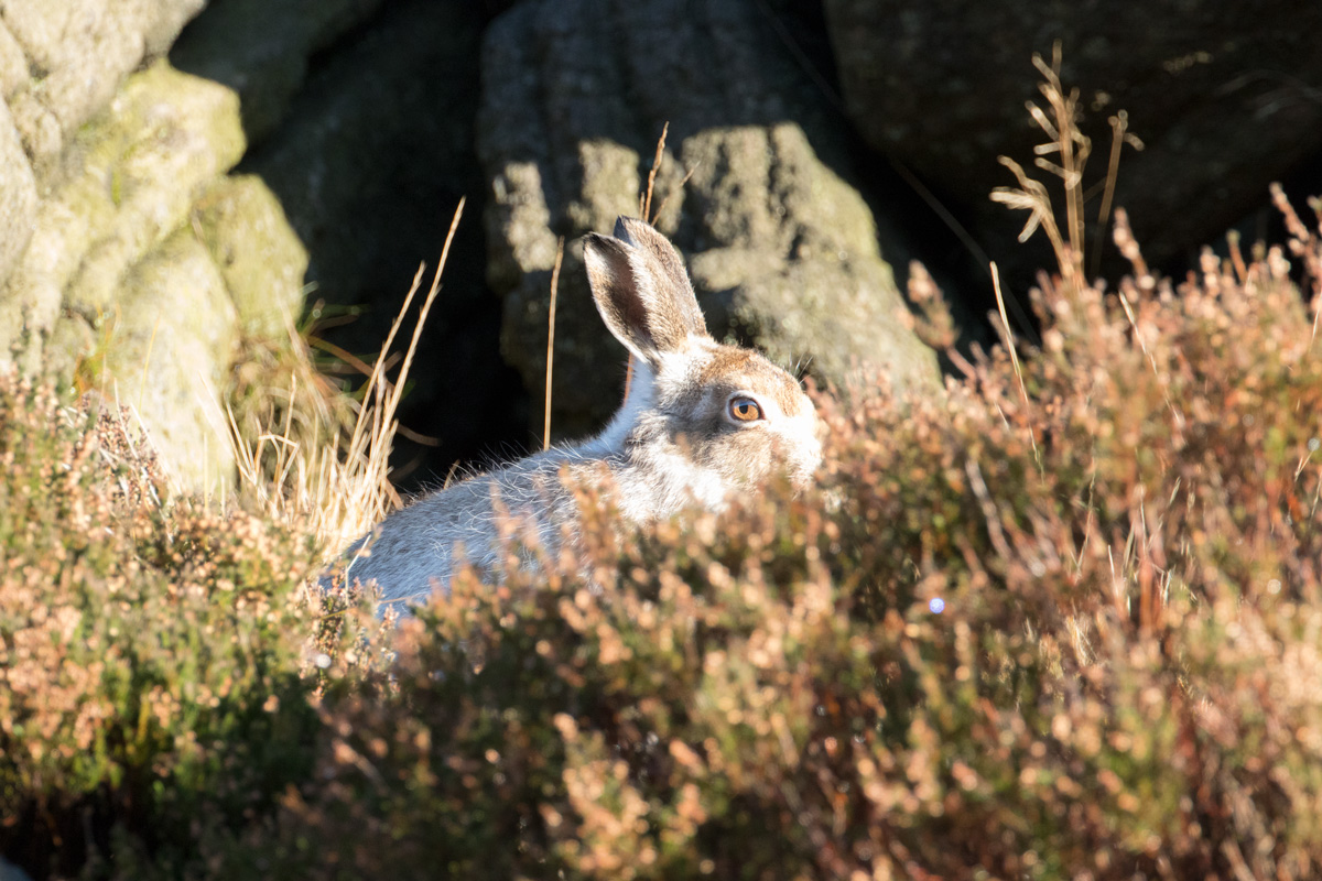 Mountain hares