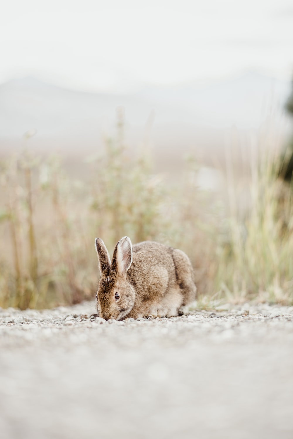Arctic Hare Picture. Download Free Image