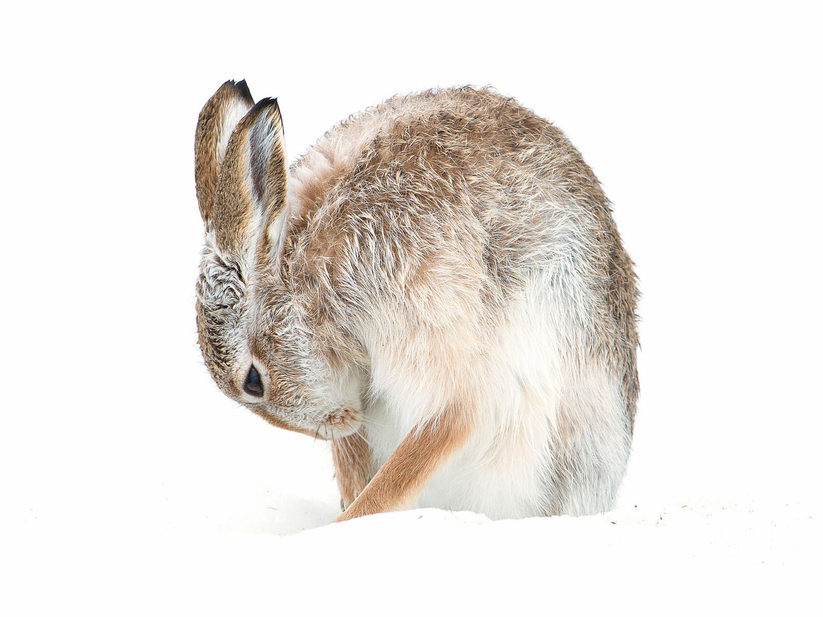 Wildlife Photography: High Key Mountain Hare In The Snow [How I Shot It]