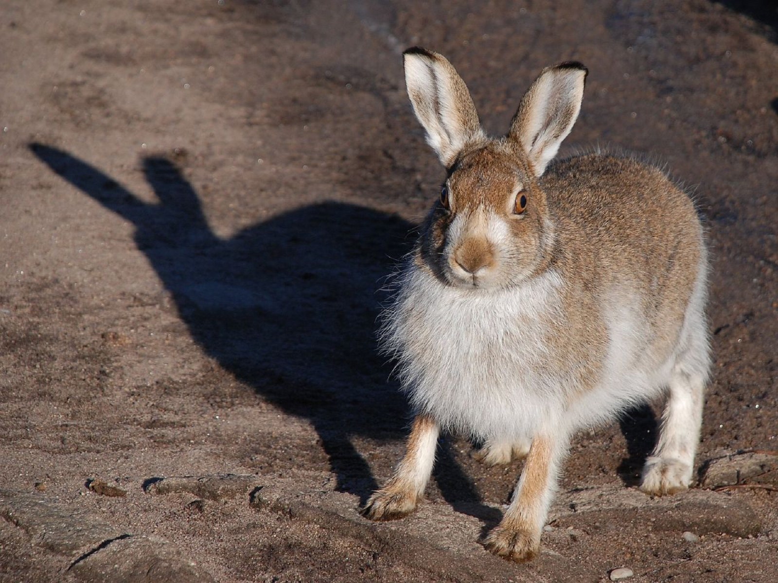 Survey of Protected Scottish Mountain Hares Hailed a Success