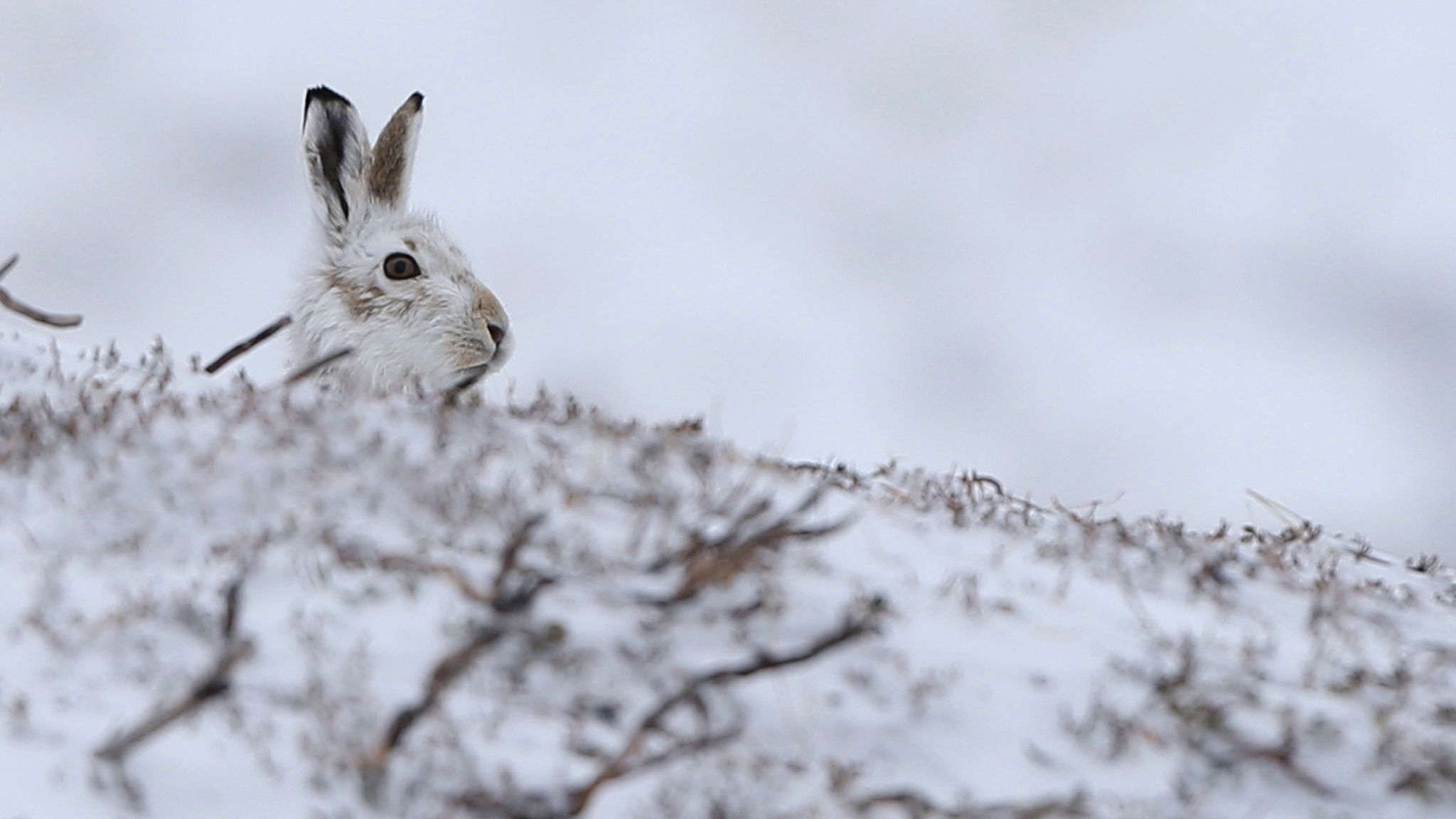 Climate change: Mountain hares 'losing winter camouflage' due to more snowless days