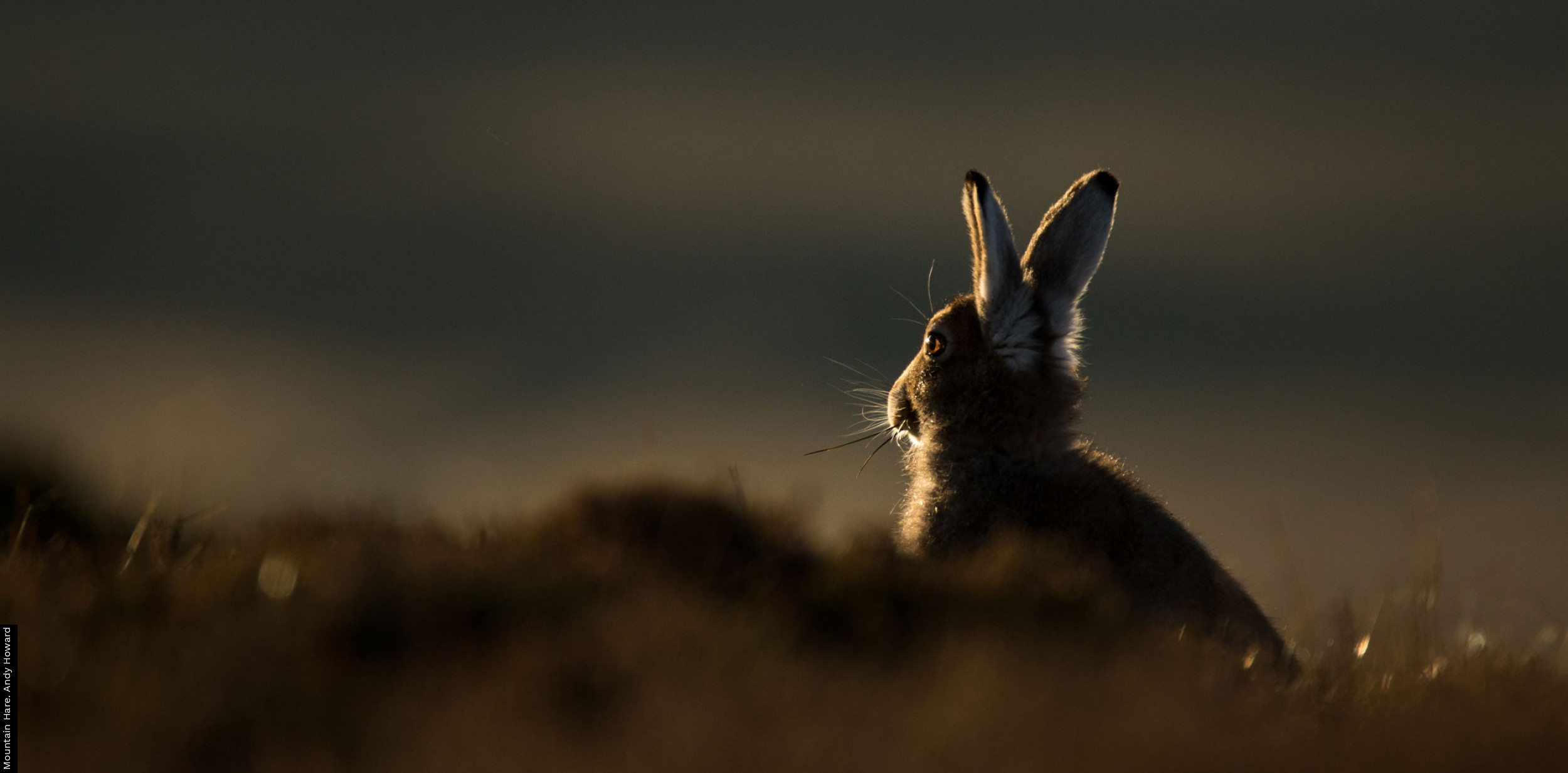 Volunteer Mountain Hare Survey. BTO Trust for Ornithology
