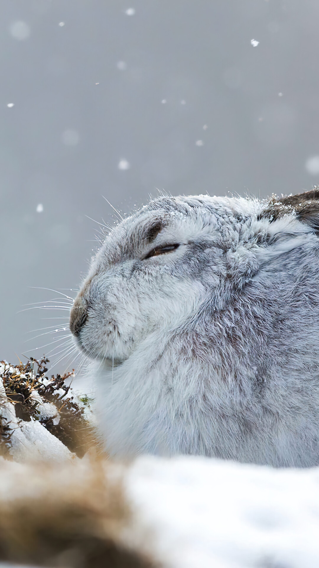Hare, Animals, Rabbit, Snow Gallery HD Wallpaper