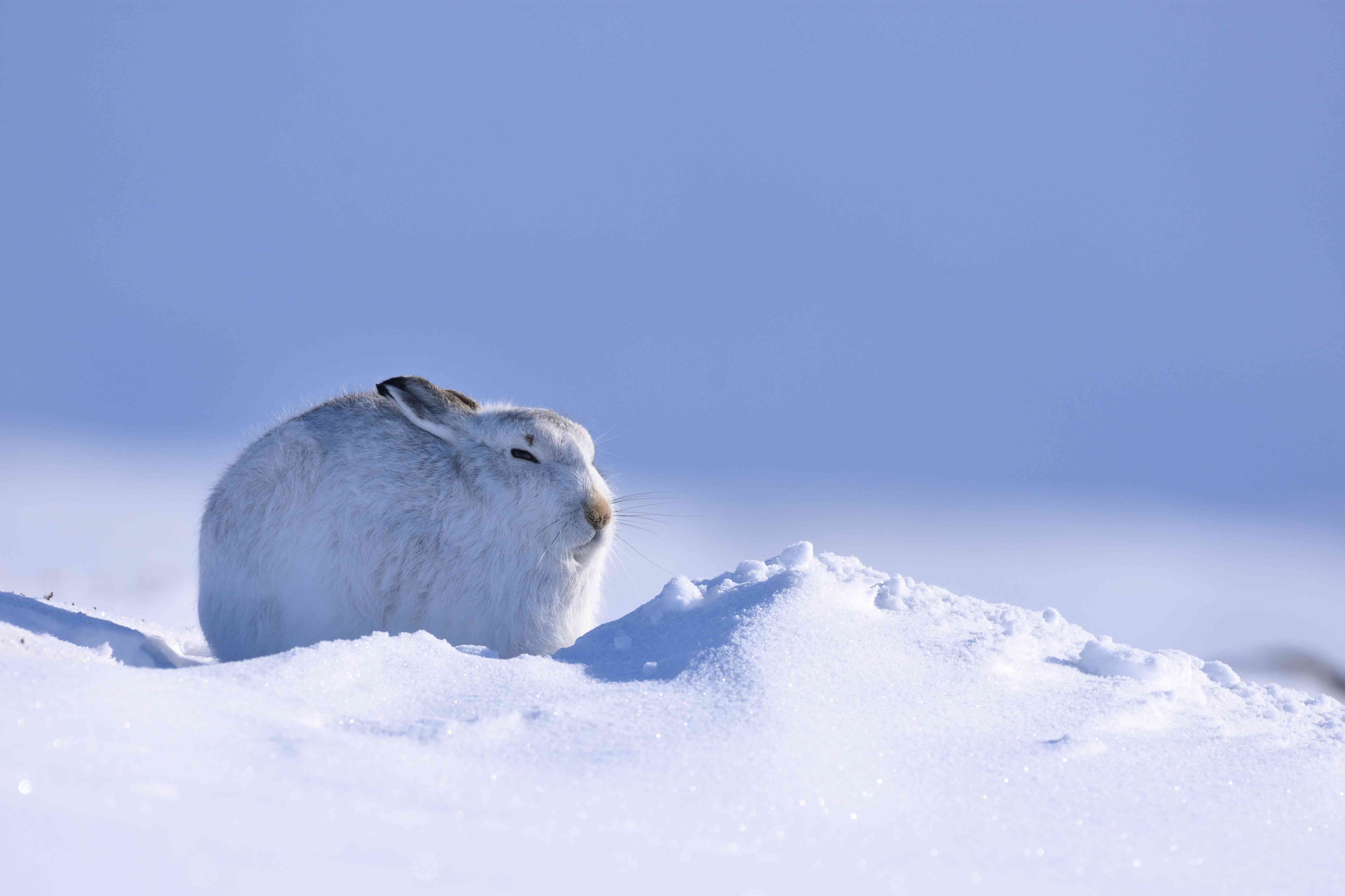 Mountain Hare In Its Winter Coat In The Snow Covered Cairngorms National Park. ©Lorne Gill