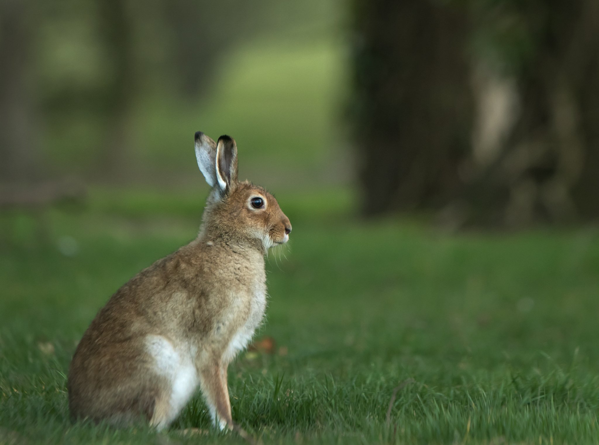 Muddyboots Hare after sunset this eve.lovely coat almost mountain Hare like