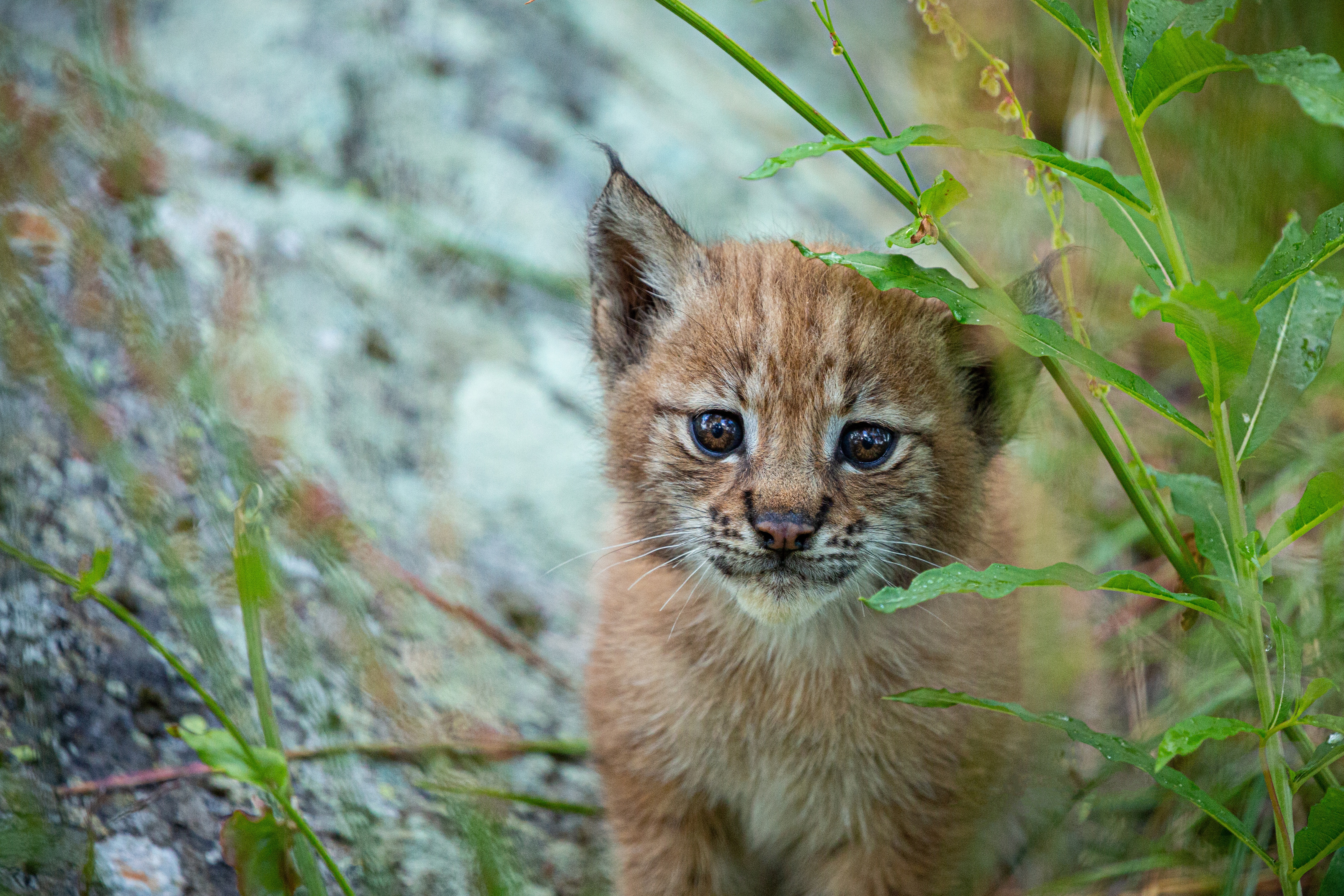 Lynx 4K, Baby Animal, Cub Gallery HD Wallpaper