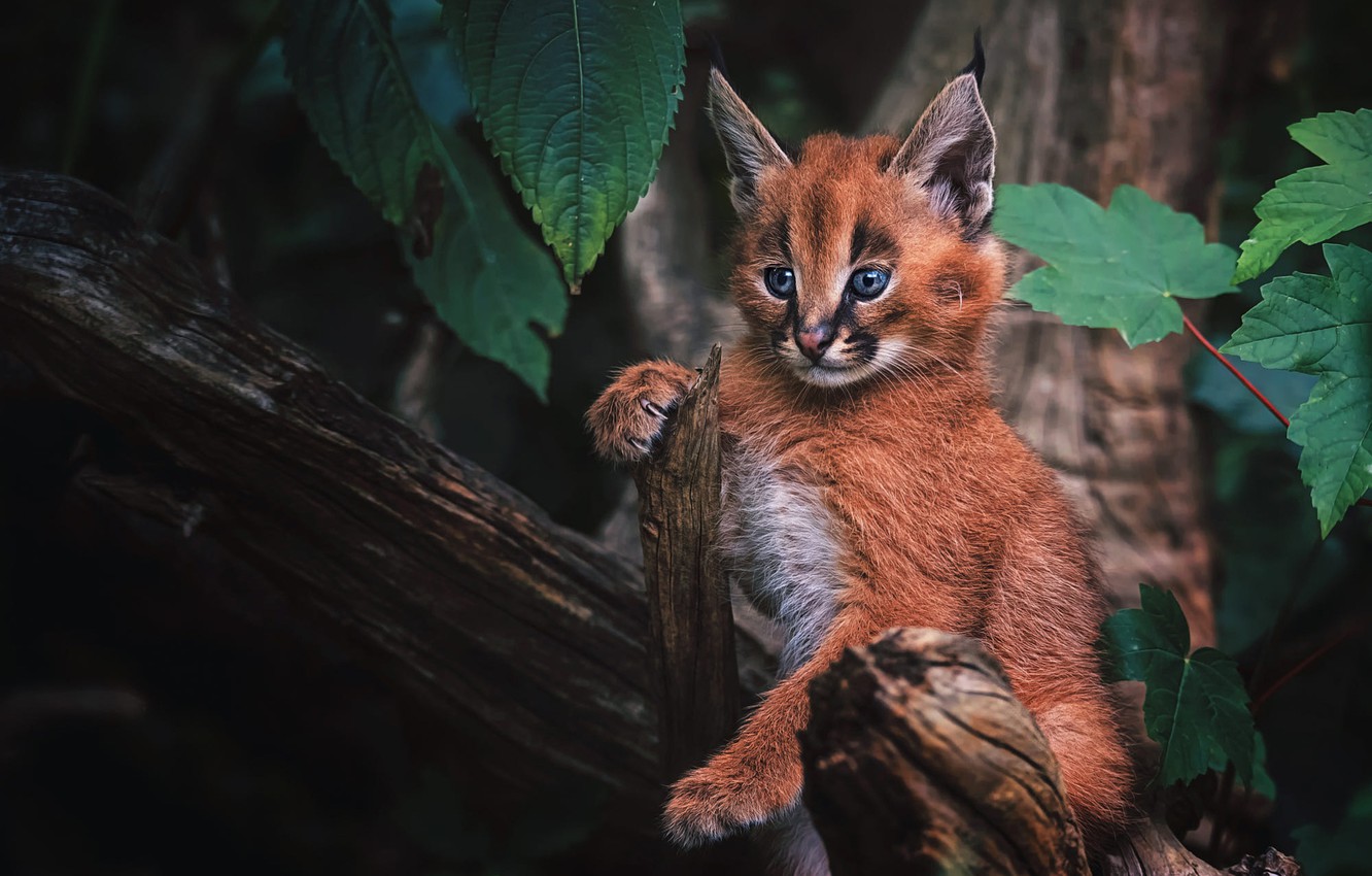 Wallpaper forest, cat, look, background, baby, kitty, lynx, face, cub, wild cat, Caracal, a small lynx, a small lynx image for desktop, section кошки