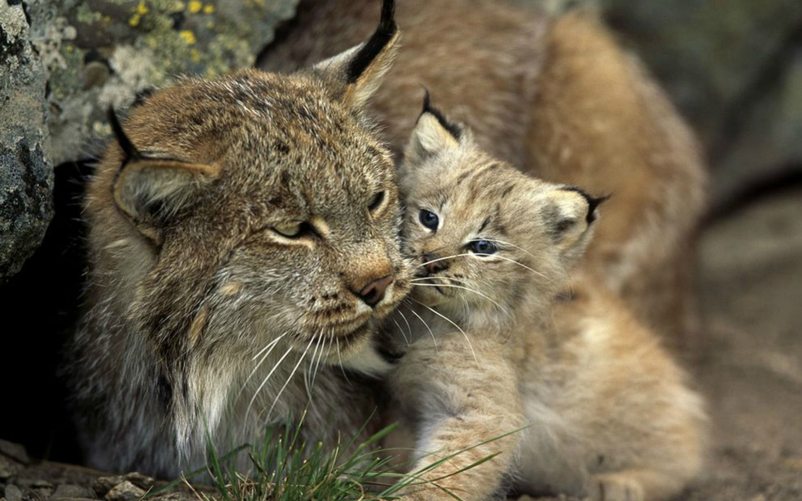 a lynx and her baby