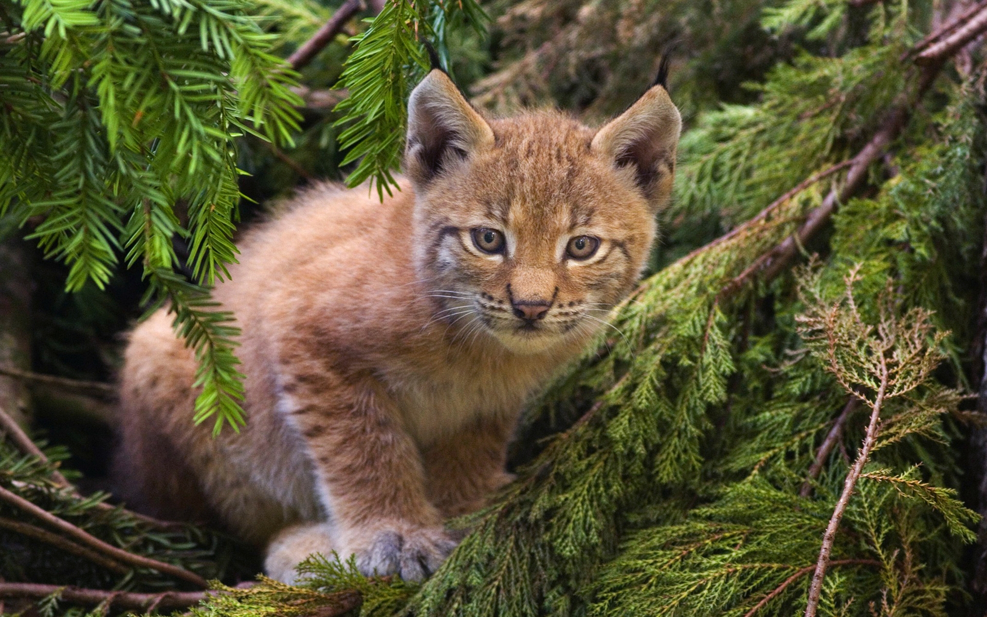Wallpaper, lynx, branch, sit, baby 1920x1200