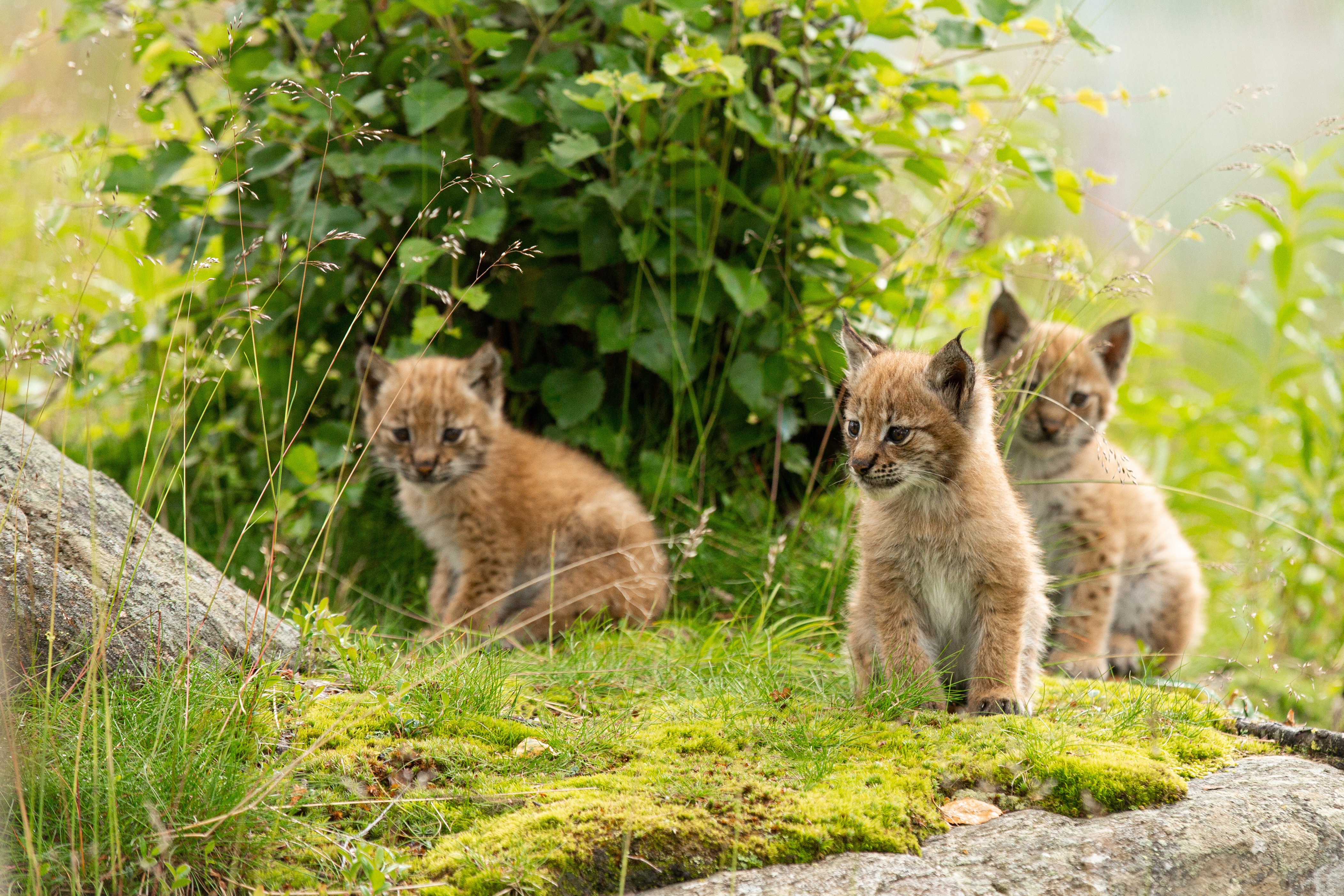 Lynx 4K, Baby Animal, Cub Gallery HD Wallpaper