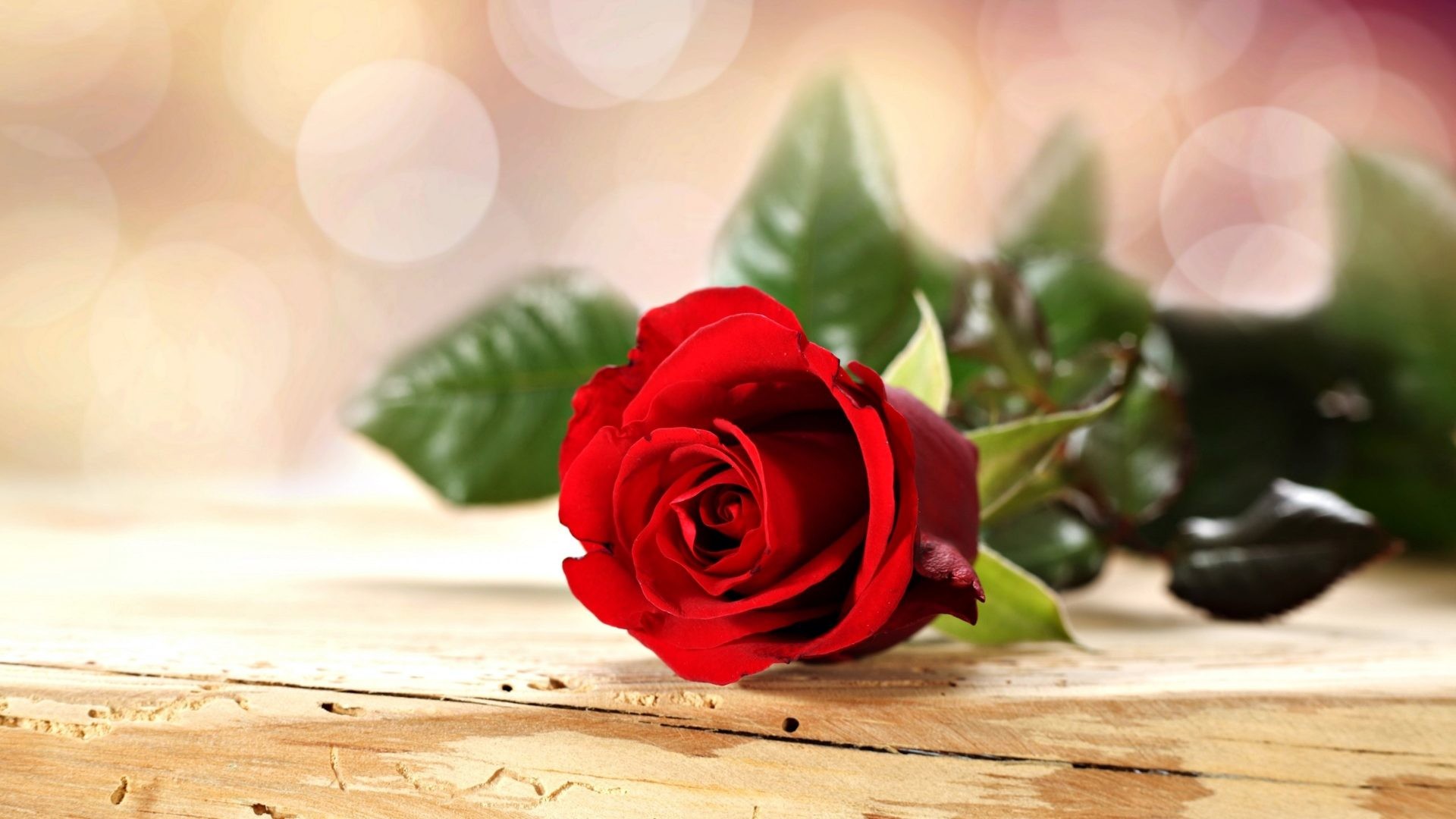 Wallpaper Flower Rose Love