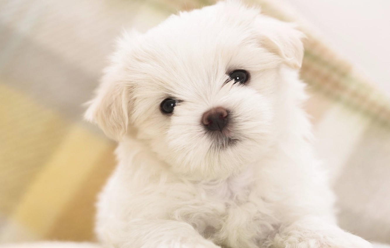 Wallpaper puppy, white, puppy, doggie, cute, fluffy image for desktop, section собаки