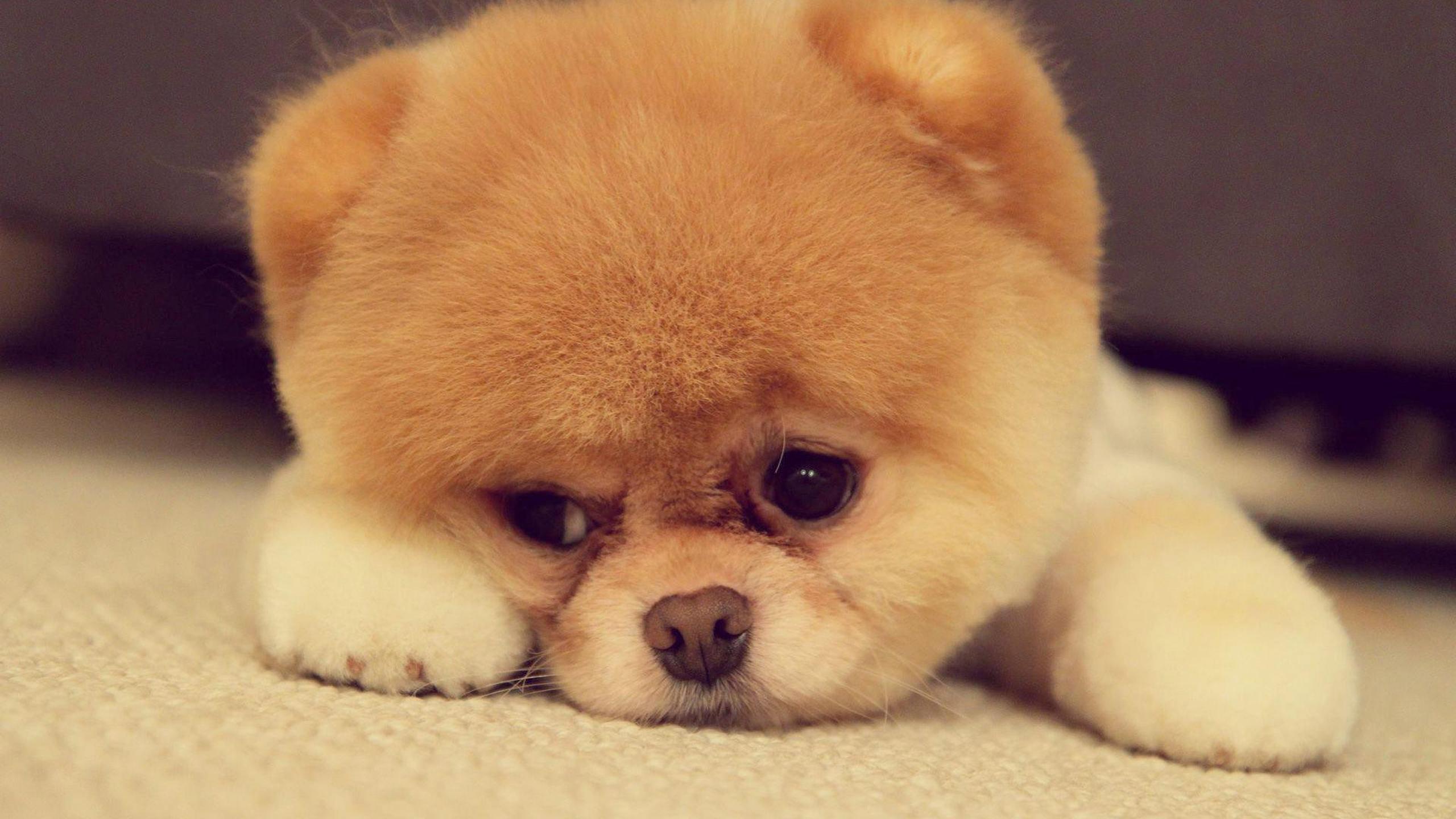 Cute dog face fluffy wallpaper