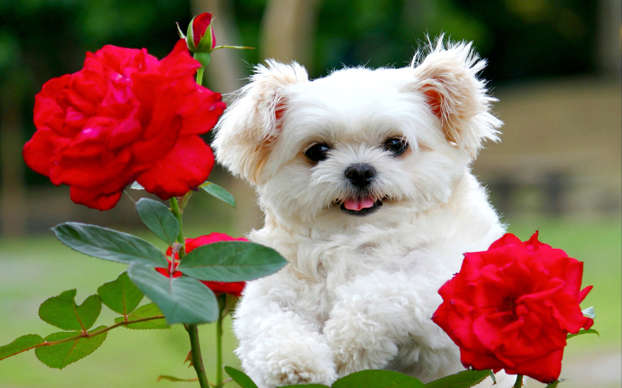 Free download free desktop wallpaper of cute fluffy puppy free computer desktop [1280x800] for your Desktop, Mobile & Tablet. Explore Cute Dog Desktop Wallpaper Free. Cute Dog Wallpaper, Free