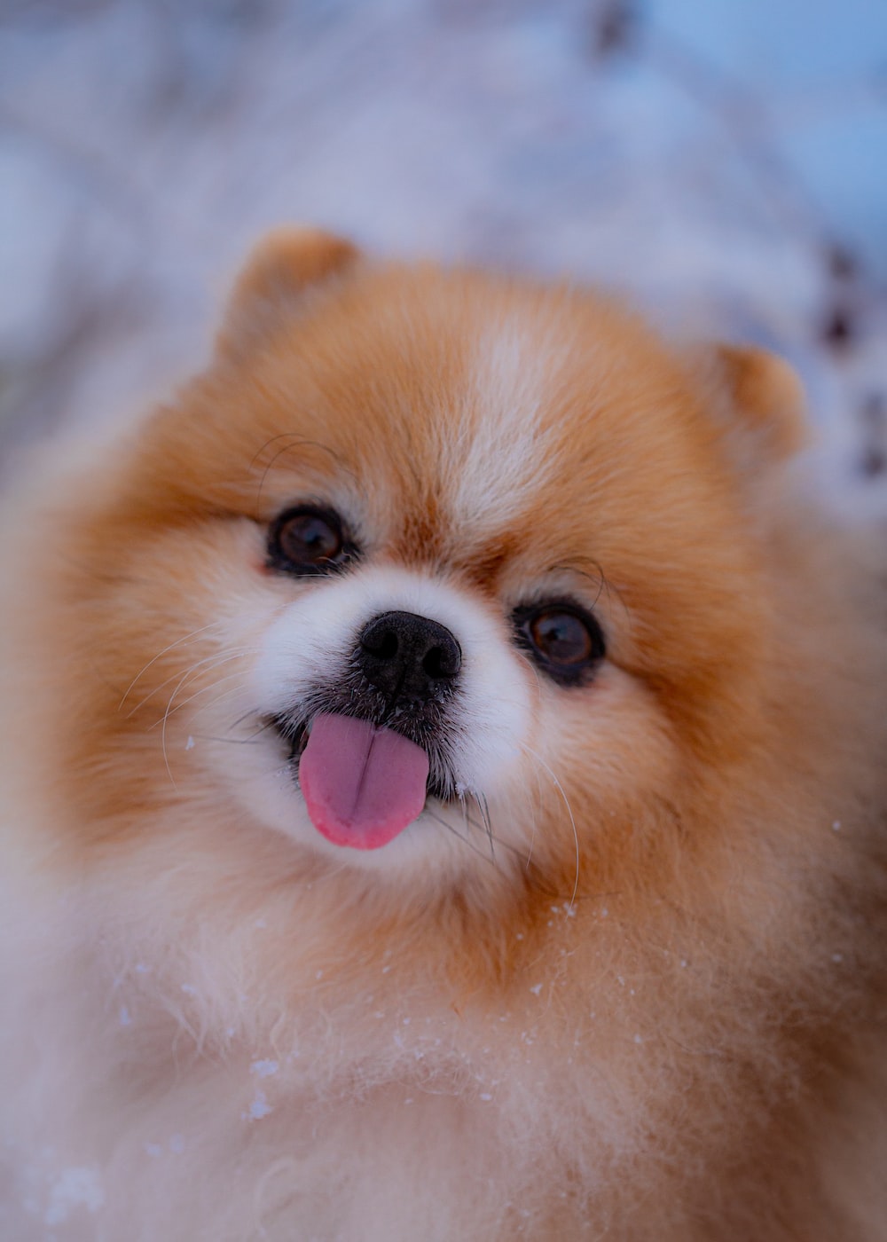 Pomeranian Picture [HD]. Download Free Image