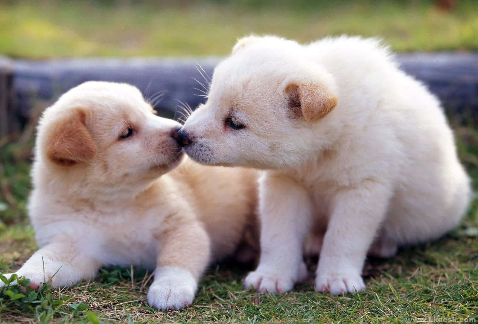 Download Two White Puppies Kissing On The Grass Wallpaper