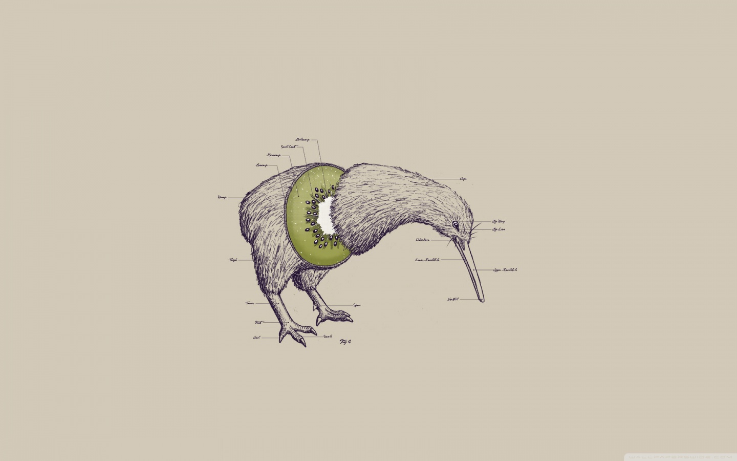 Kiwi Bird Ultra HD Desktop Background Wallpaper for 4K UHD TV, Widescreen & UltraWide Desktop & Laptop, Tablet
