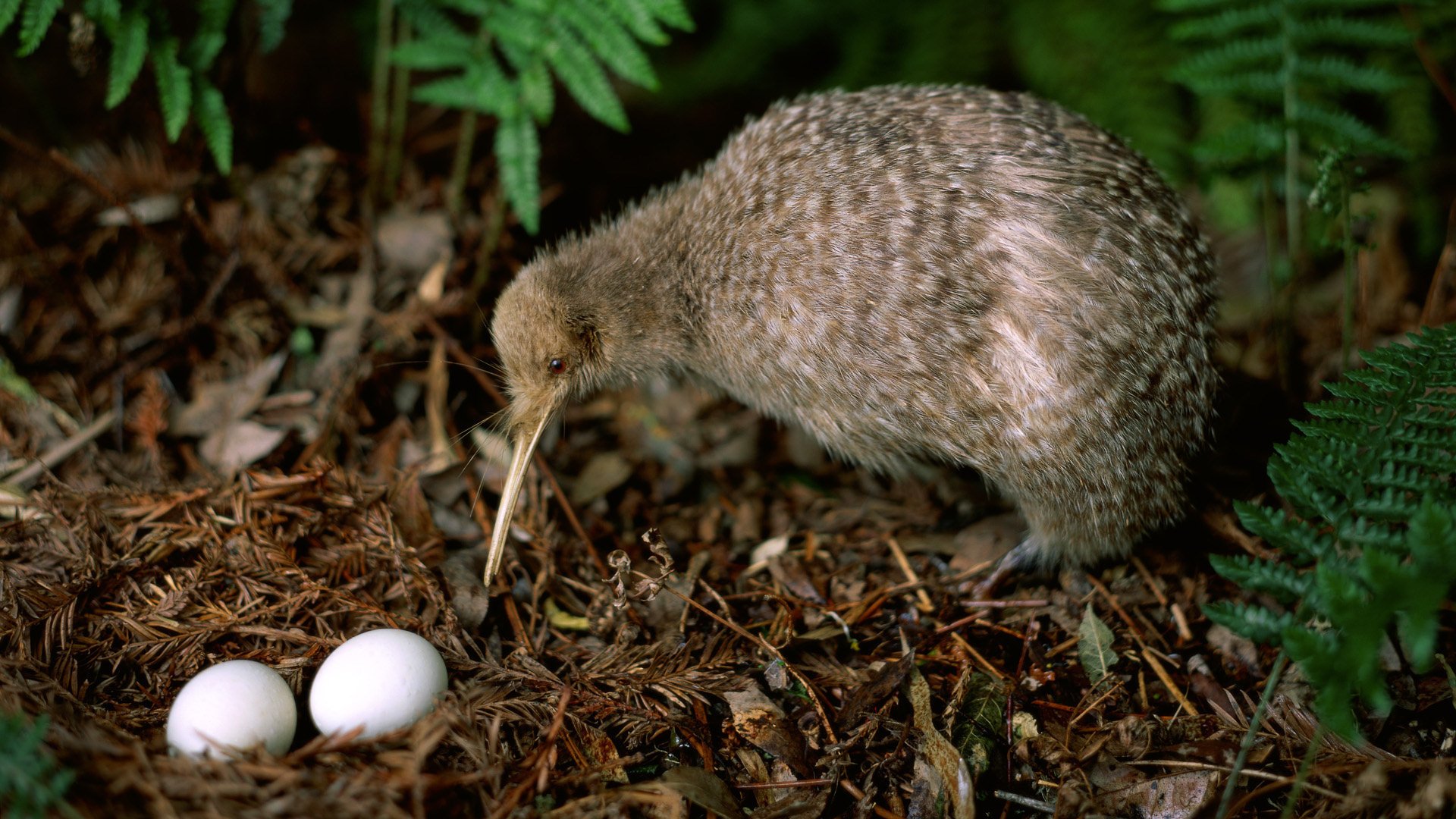 Kiwi HD Wallpaper