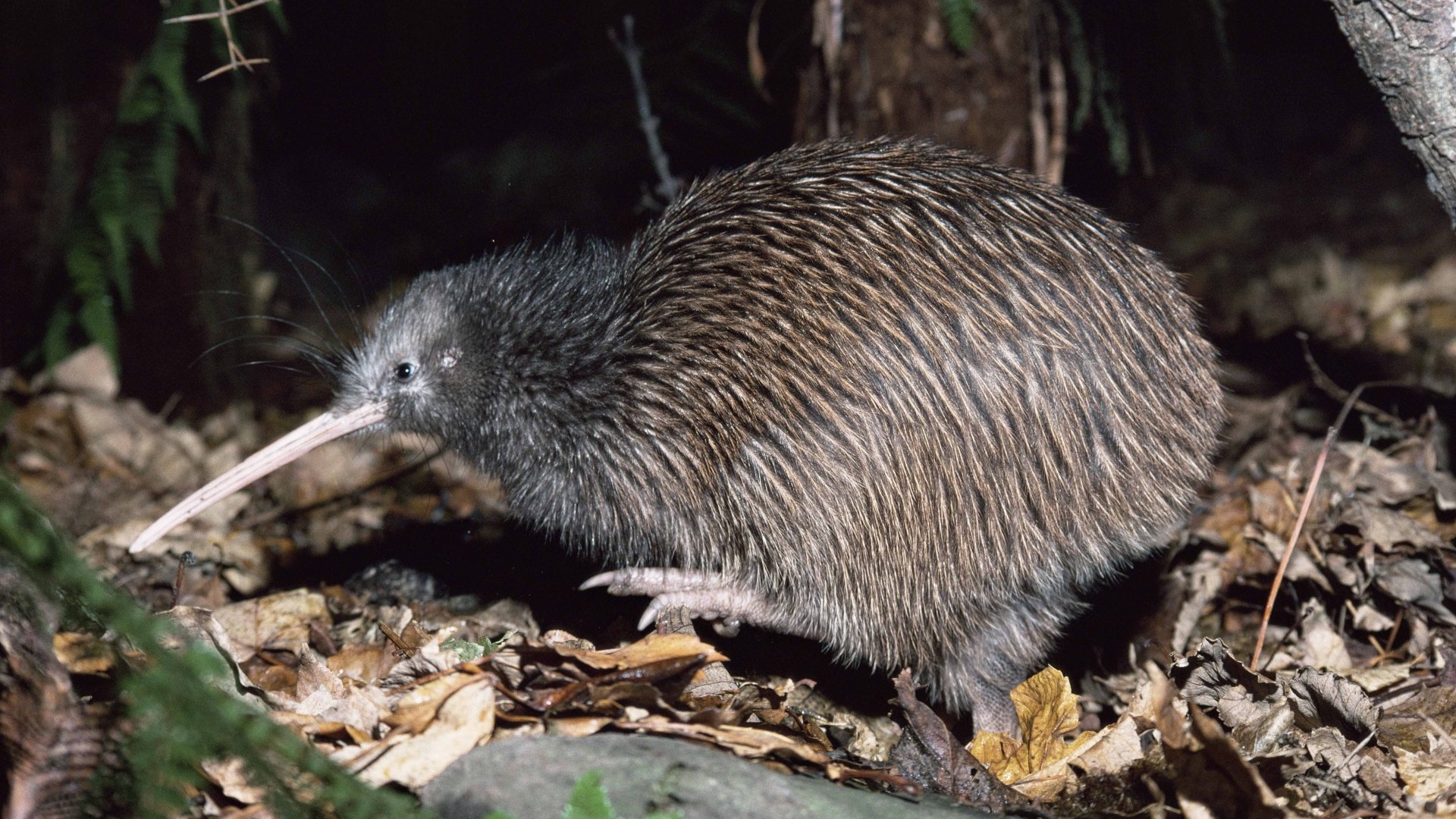 Kiwi 4k Ultra HD Wallpaper