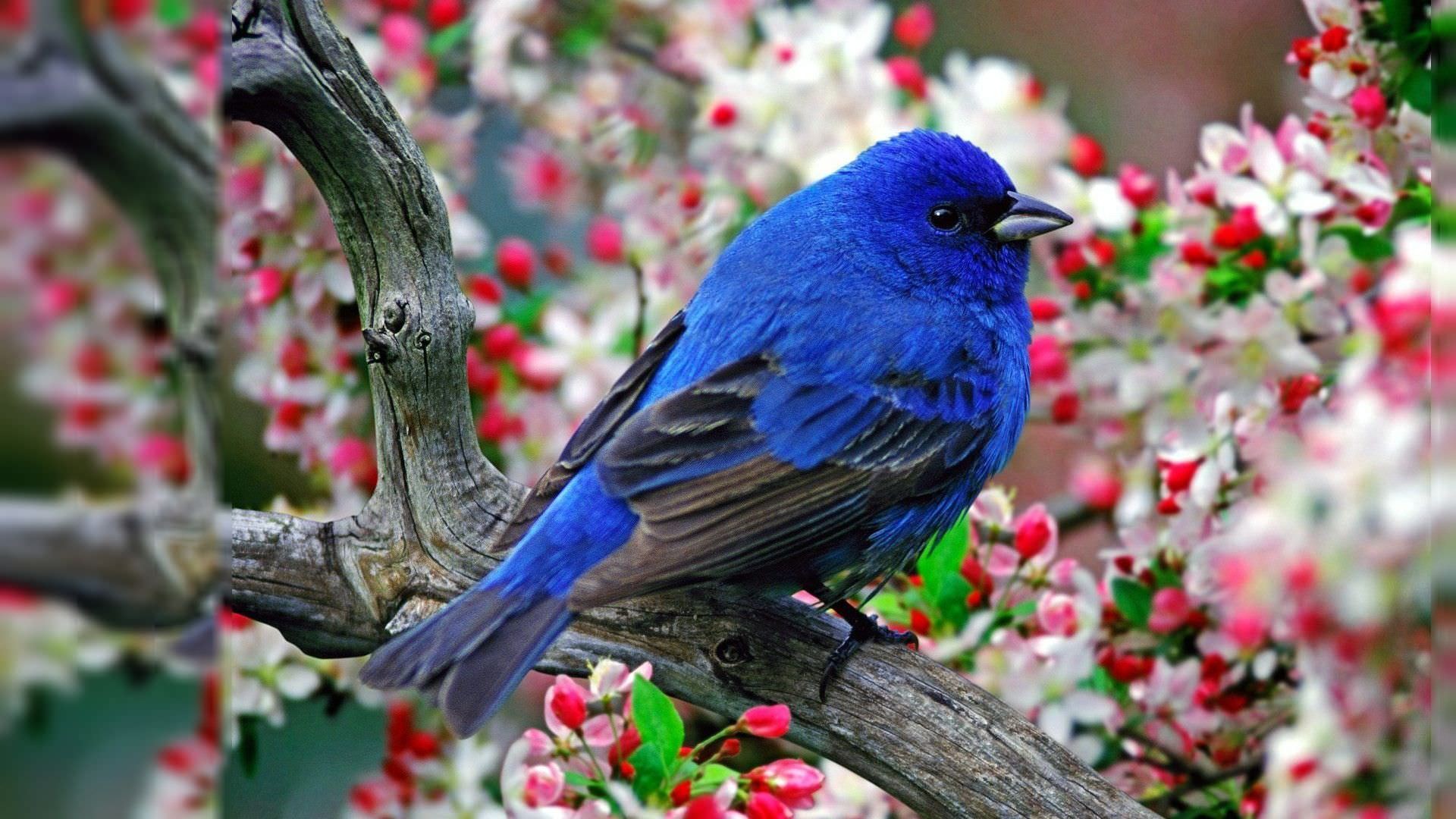 Bird Desktop Wallpaper