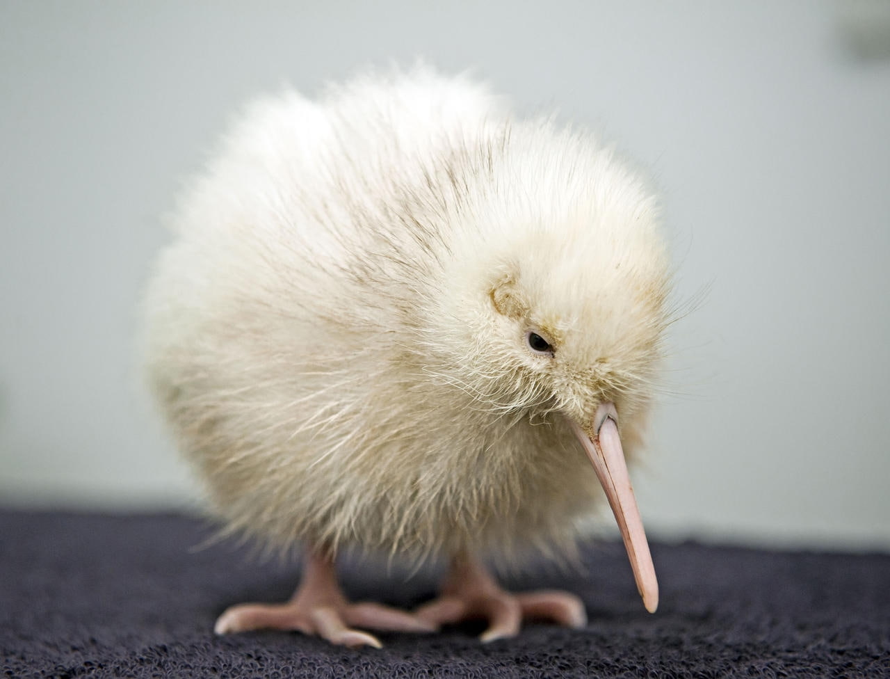 Wallpaper / bird, albino, hd, kiwi bird, art, animals, 720P, BIRDS, kiwi free download