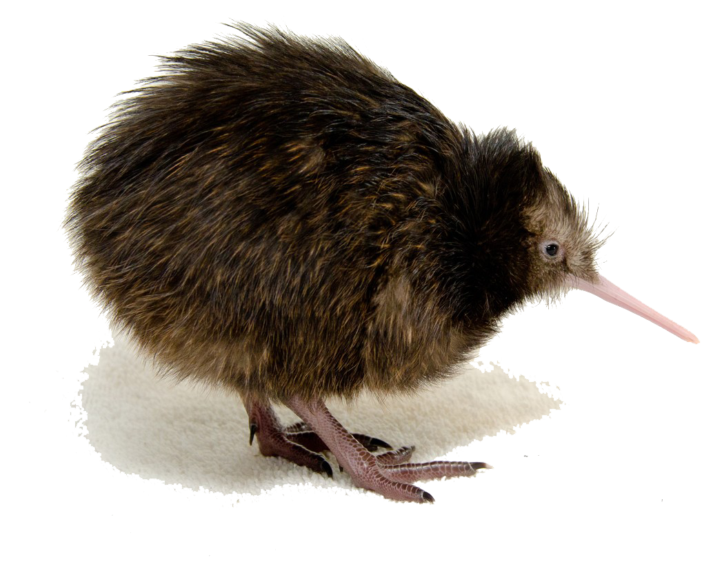 Download Kiwi Bird Clipart HQ PNG Image