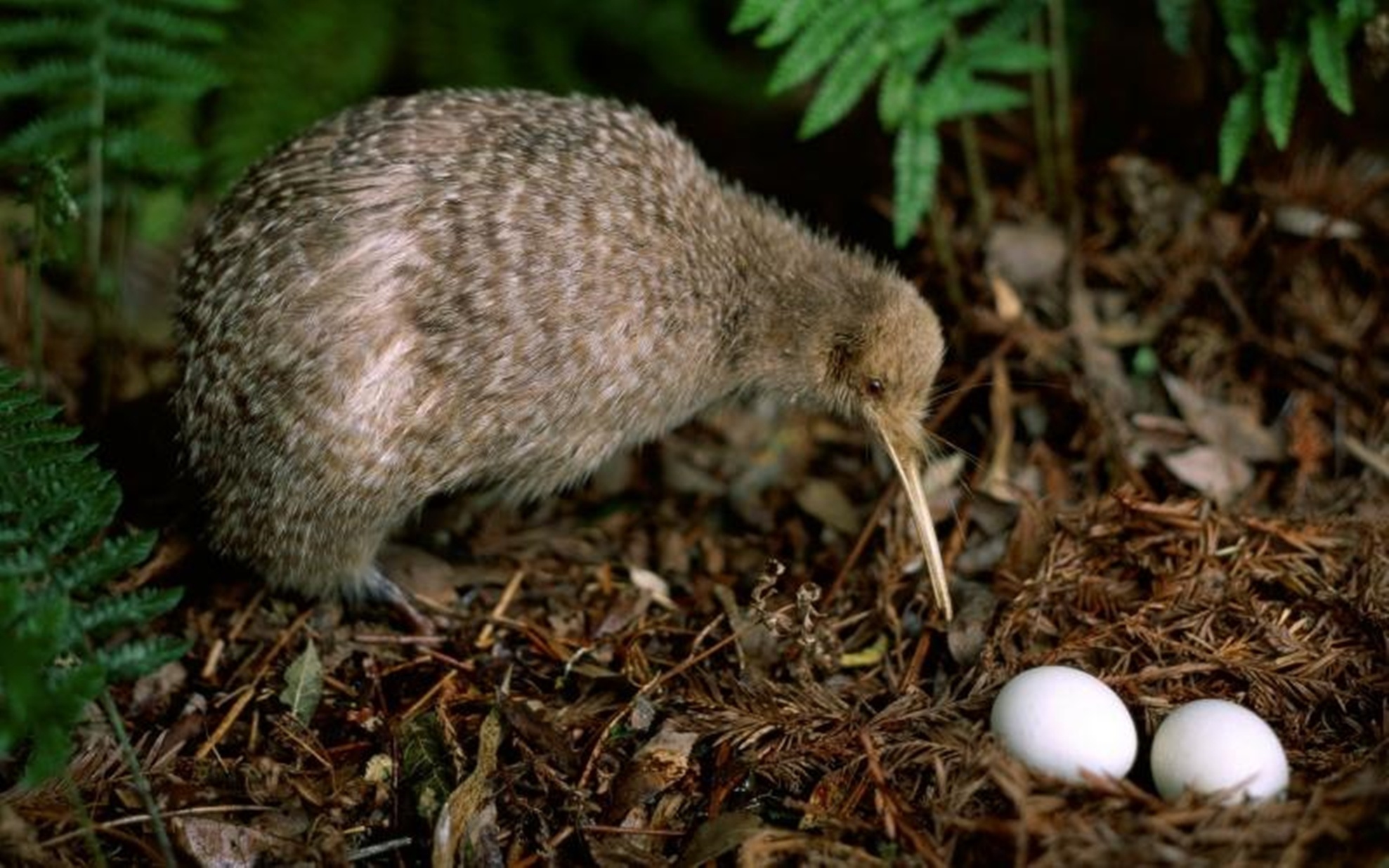 Kiwi Bird Desktop Wallpapers Wallpaper Cave