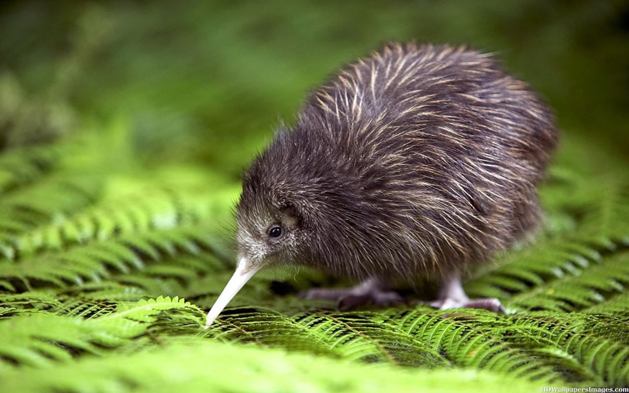 Areena The Business Of Social Good Email, Howie, The Kiwi Bird (4 29 16) The Business Of Social Good