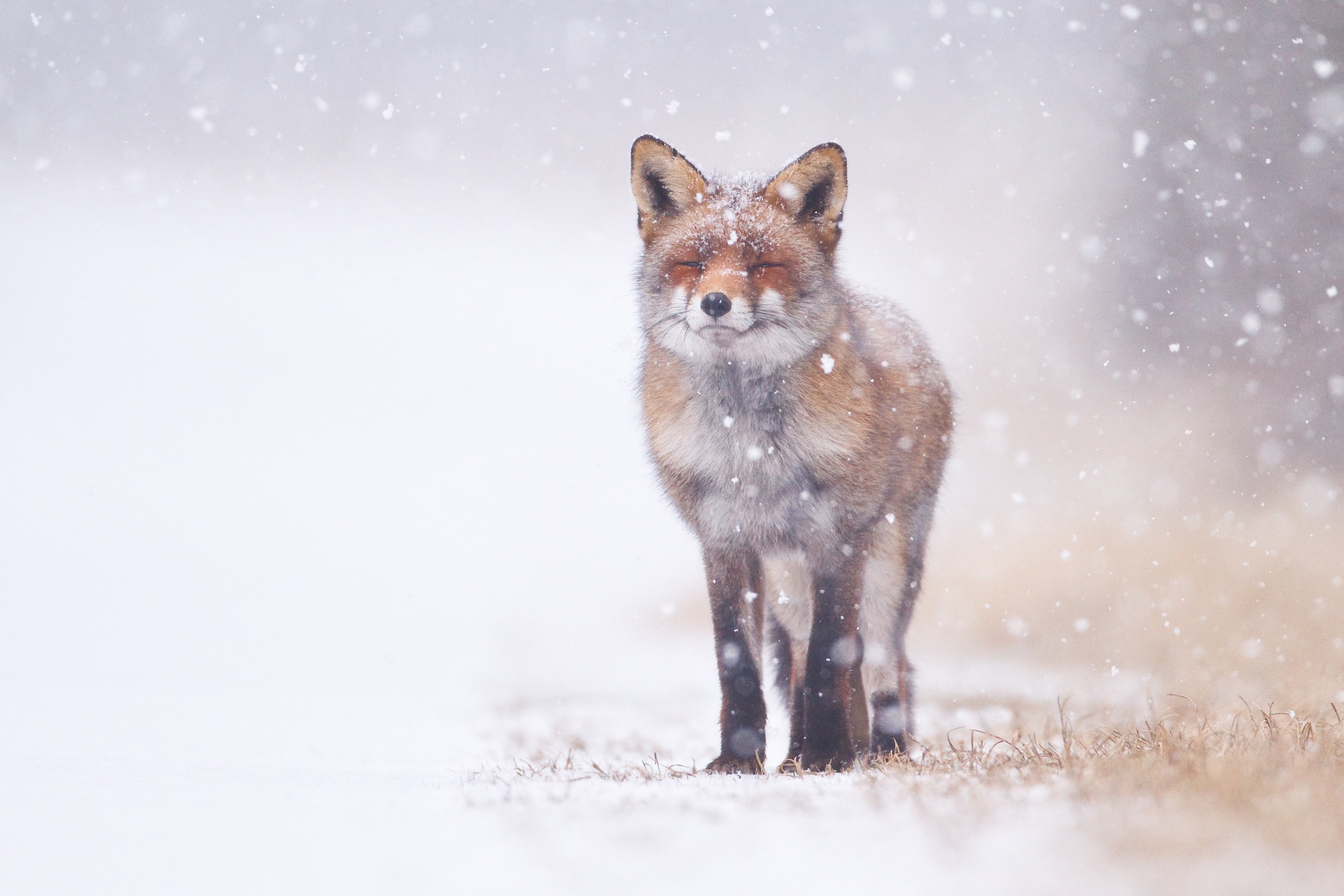 Adorable Photo Of Foxes In The Snow