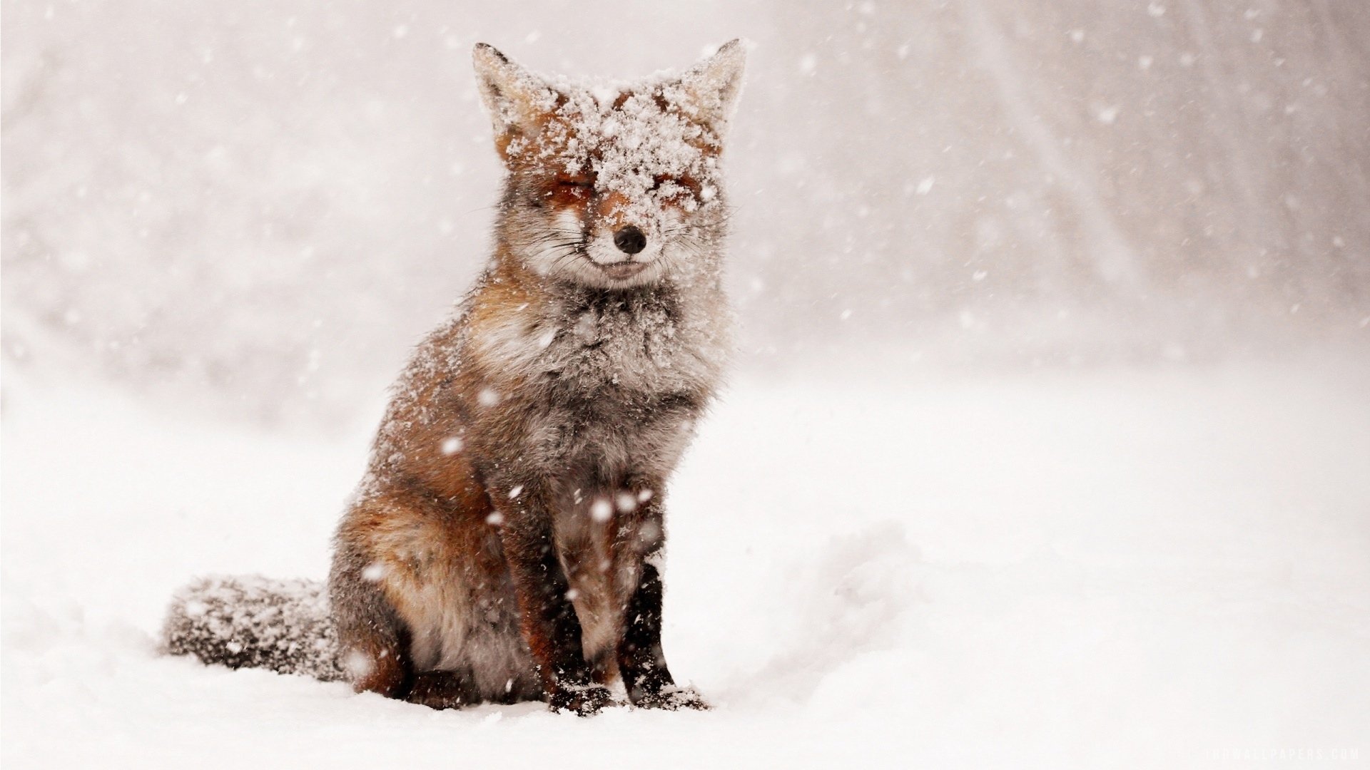 fox, Snow, Snow, Winter, Nature, Animals, Foxes Wallpaper HD / Desktop and Mobile Background