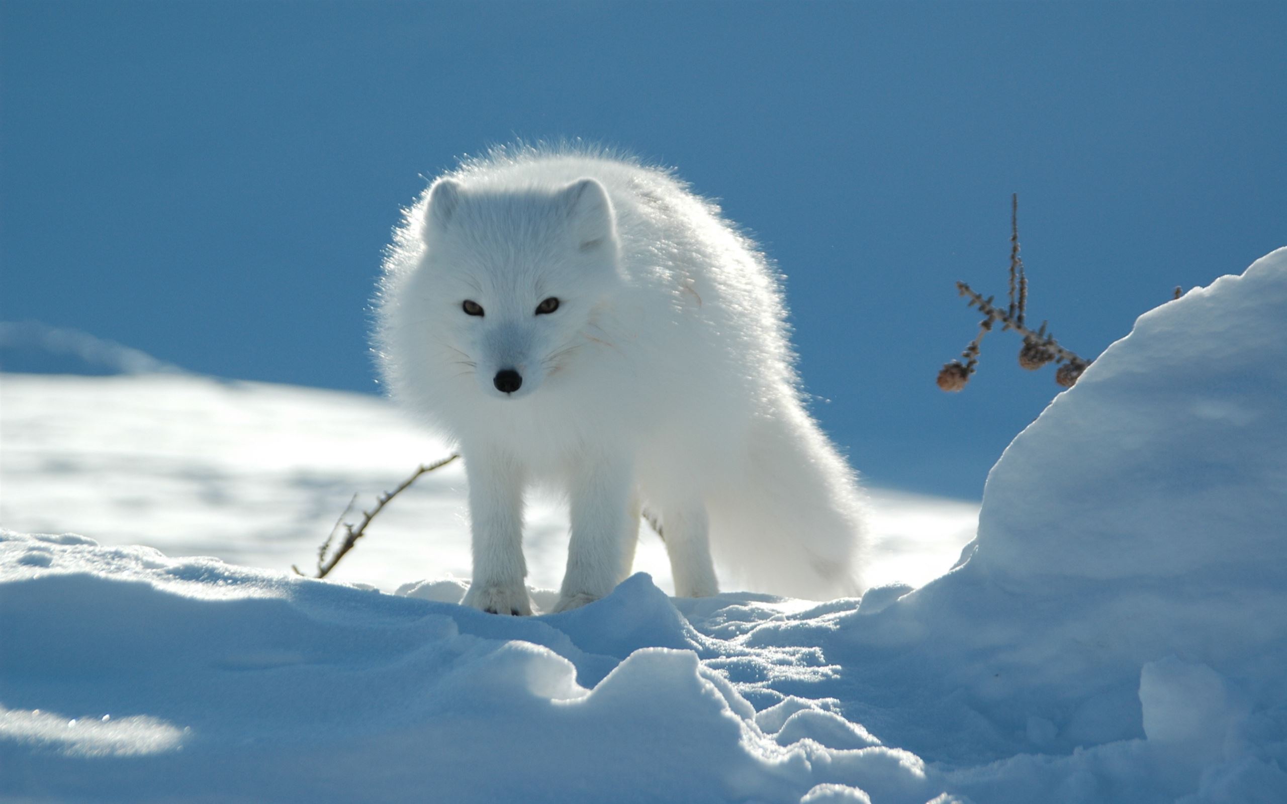 Snow Fox MacBook Air Wallpaper Download