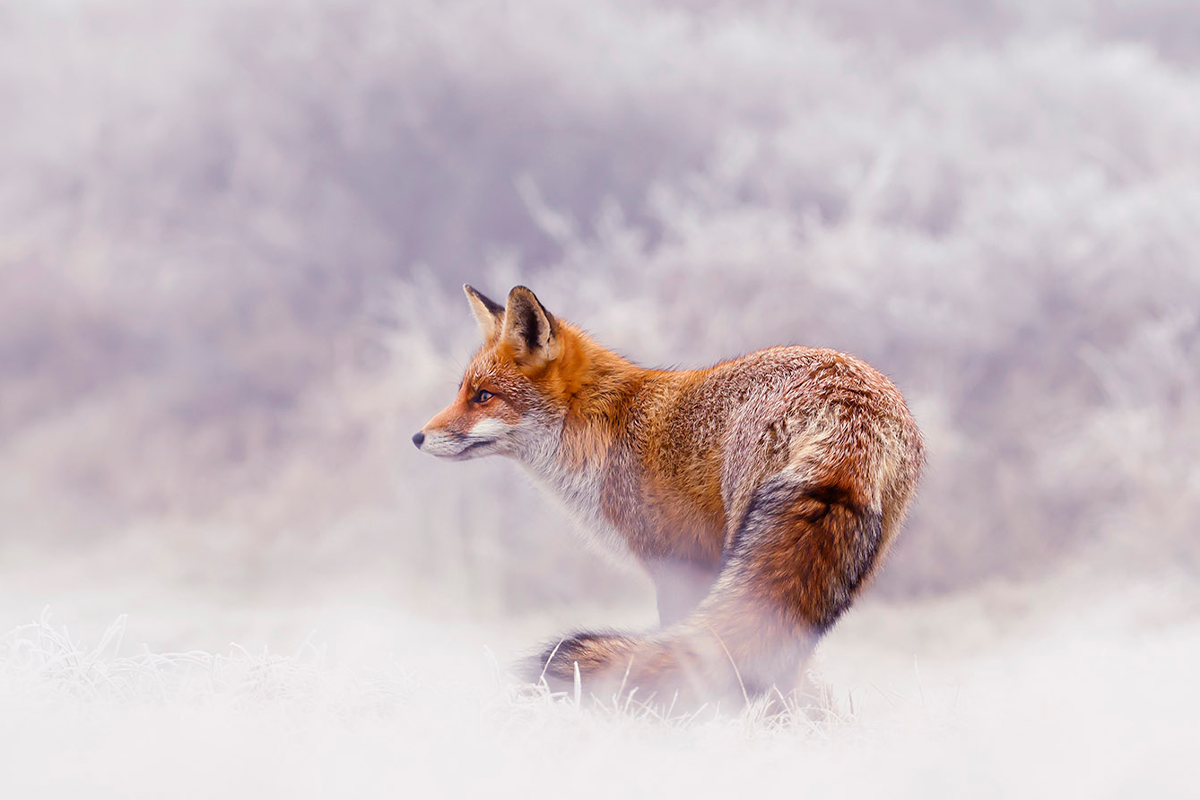 Fox In Snow Wallpapers Wallpaper Cave