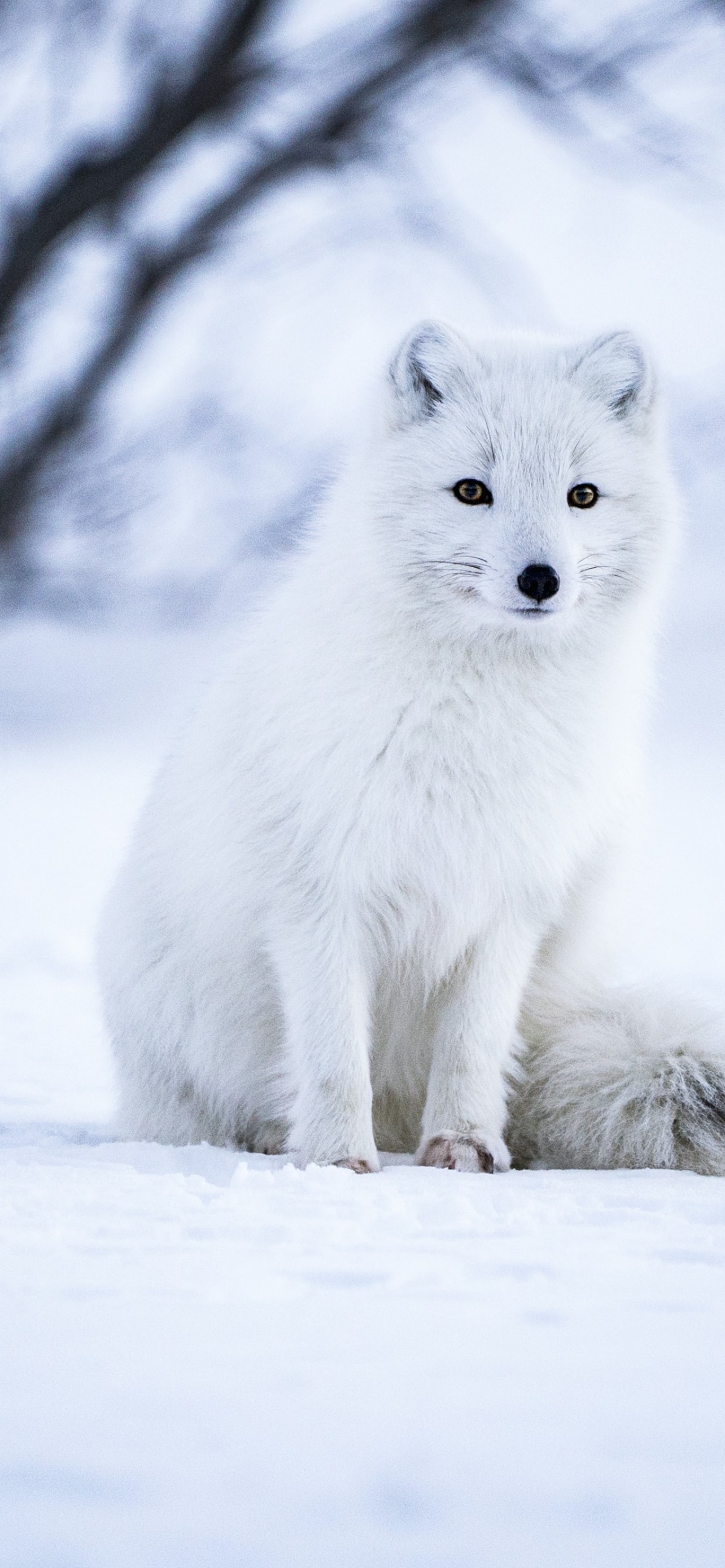 Arctic fox Wallpaper 4K, White wolf, Iceland, Animals