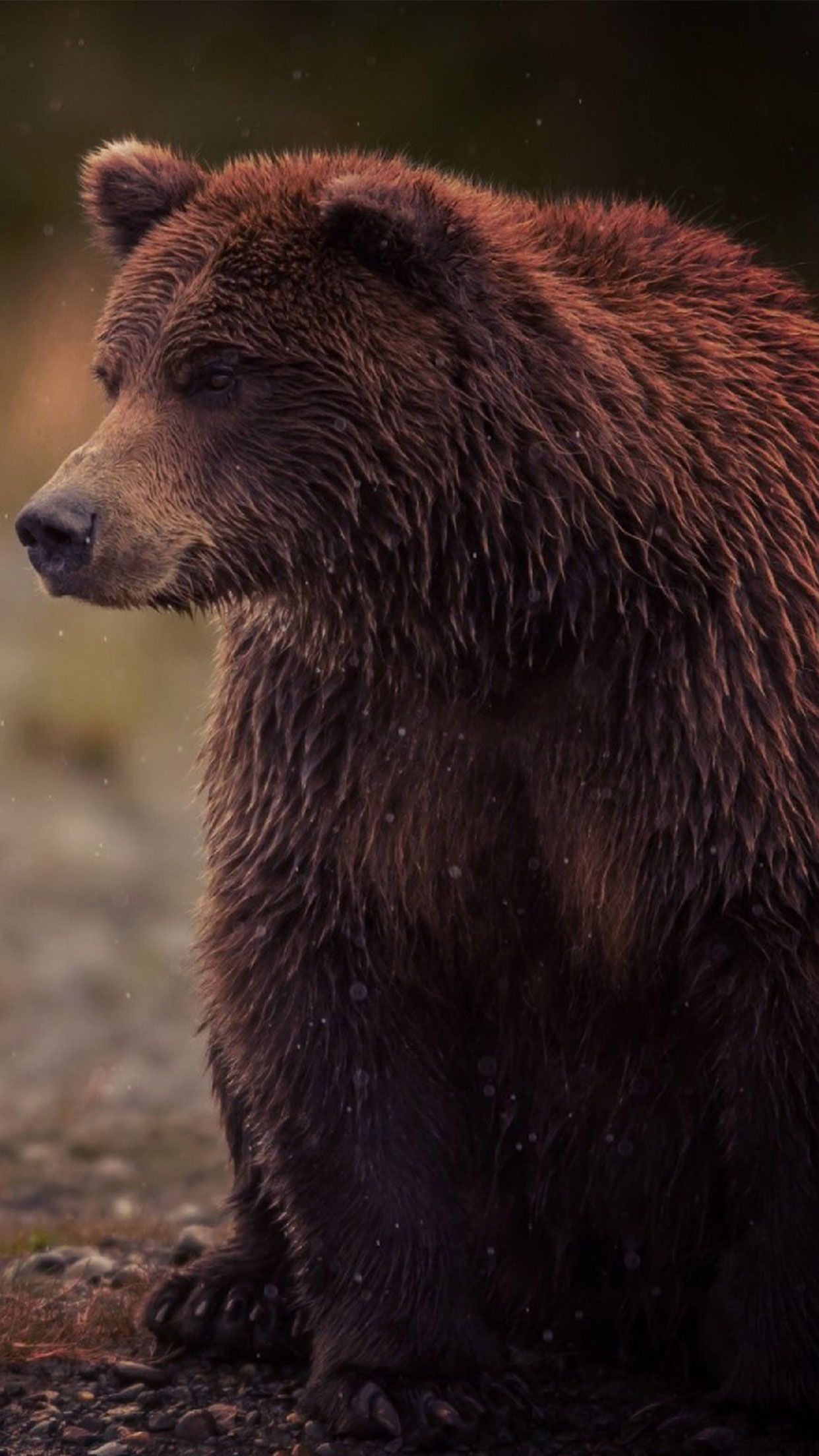 Brown Bear animal wallpaper #iPhone