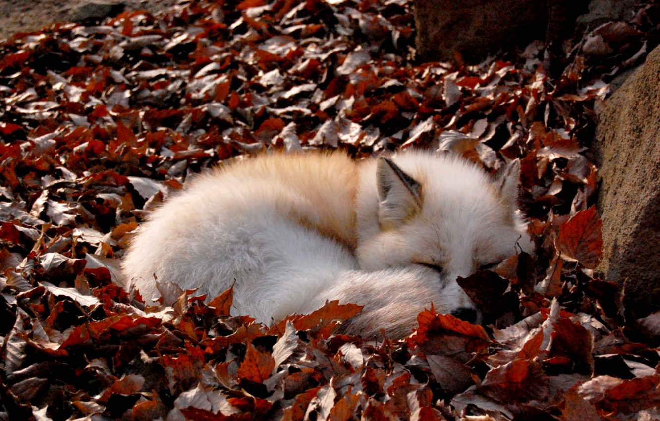 Wallpaper Fox, fallen leaves, curled up image for desktop, section животные