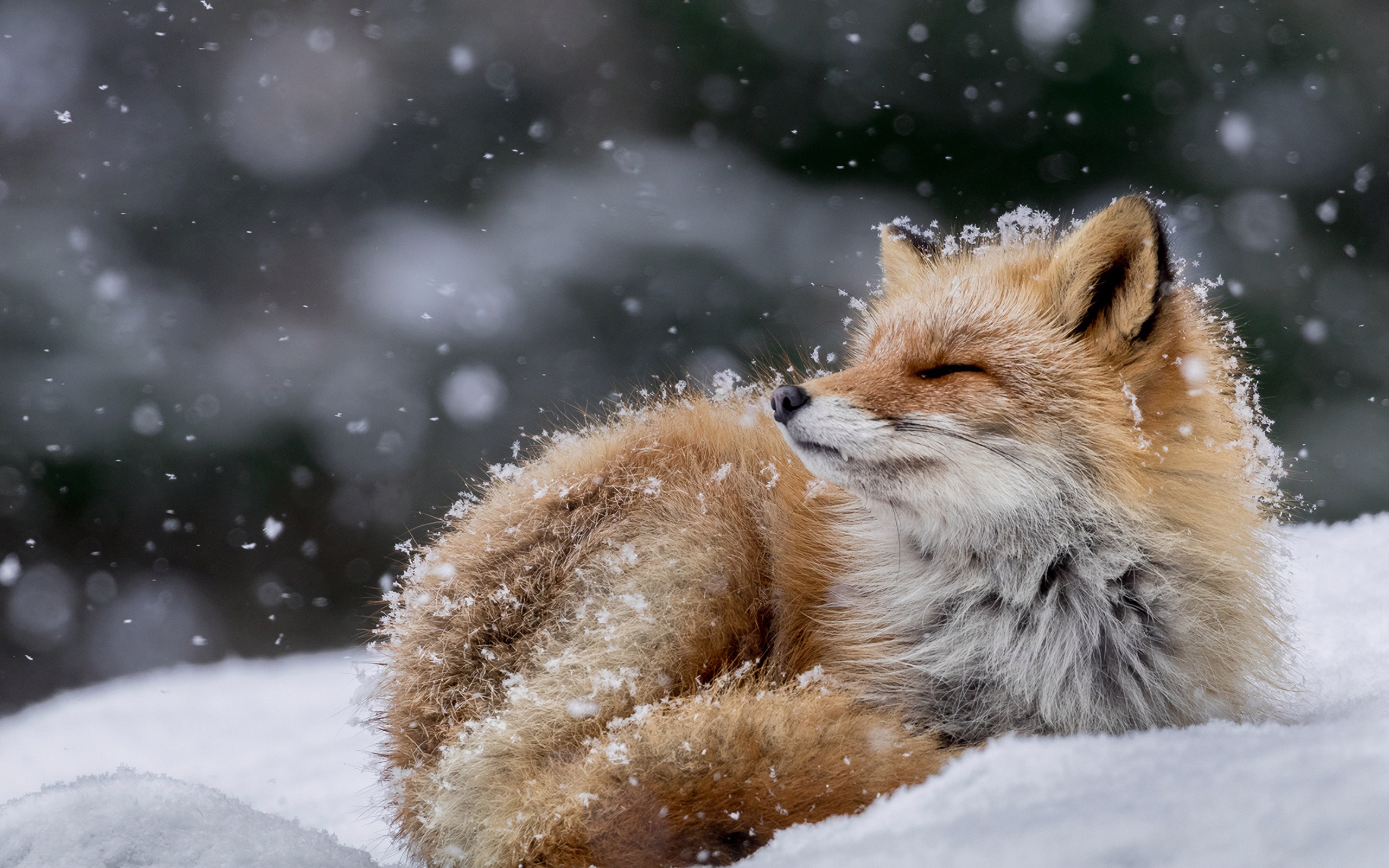 snow, fox, winter, nature, animals, fox ears, depth of field Gallery HD Wallpaper