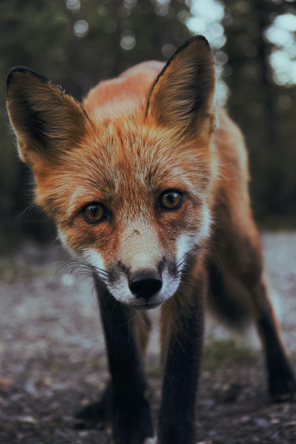 Selective focus photography of orange fox photo
